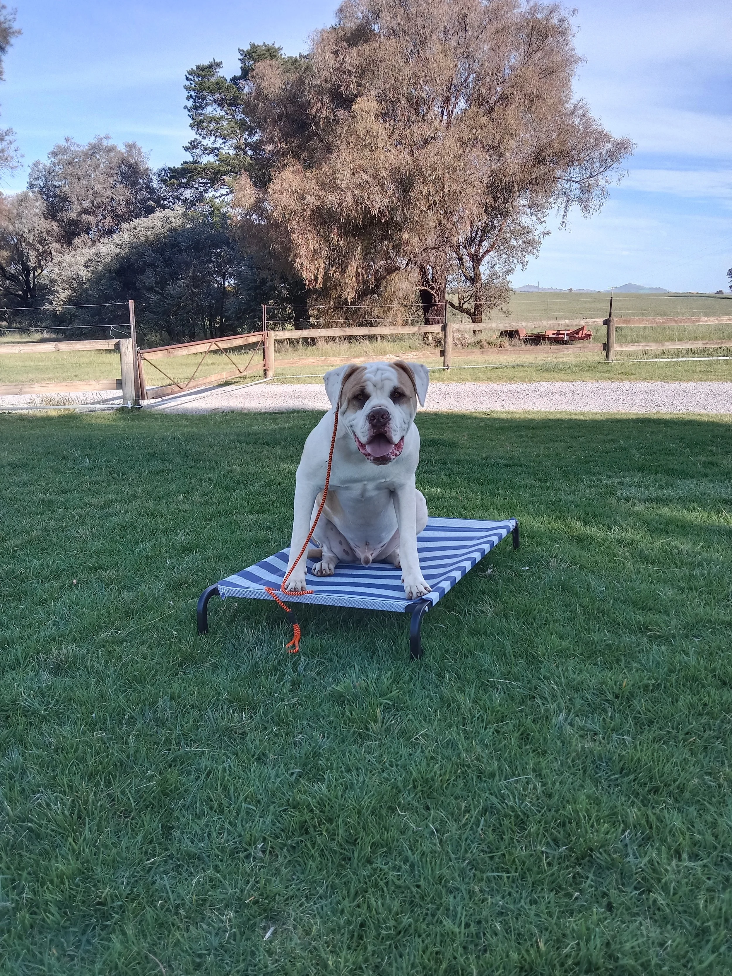 A happy bulldog sitting on a blue and white striped elevated dog bed outdoors on green grass with trees and a wooden fence in the background.