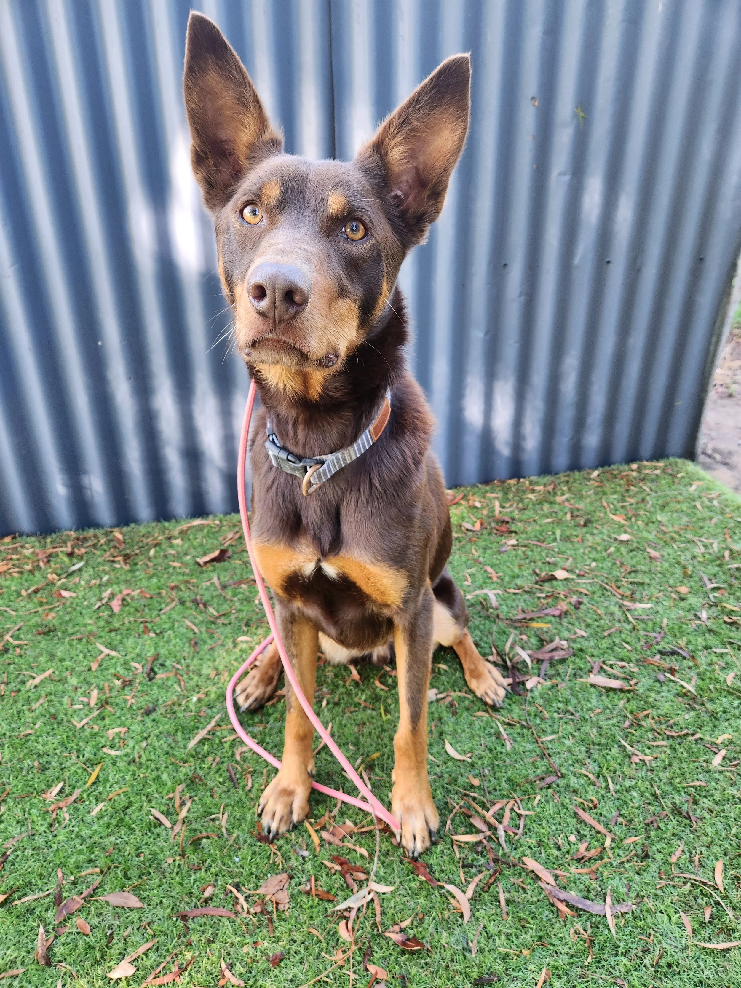 A brown and black dog with large ears sitting on grass in front of a corrugated metal fence, with a pink leash attached to its collar.
