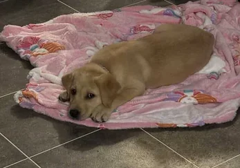 Gold-colored puppy lying on a pink blanket on a tiled floor.