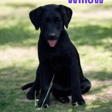 A black dog sitting outdoors on grass with a pink tongue showing.