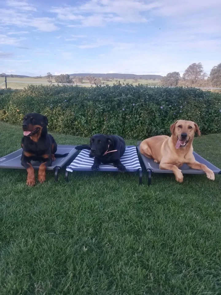 Three dogs lying on elevated beds outdoors on green grass, with a grassy field and trees in the background under a partly cloudy sky.