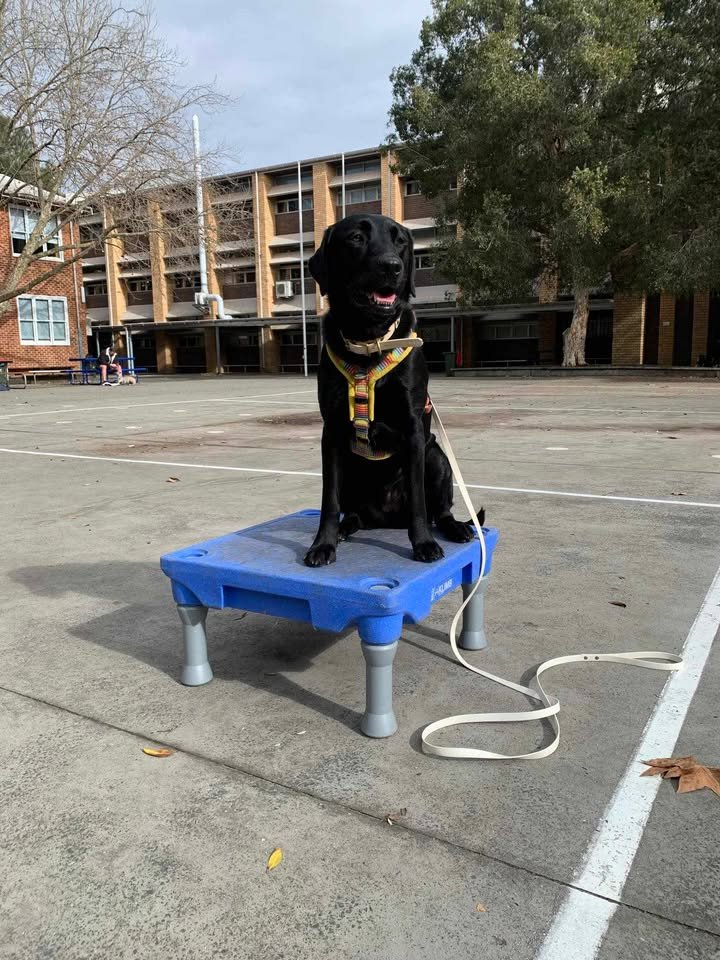 A black dog sitting on a blue platform outdoors in a school or college campus setting, with a harness and leash, trees, and a multi-story brick building in the background.