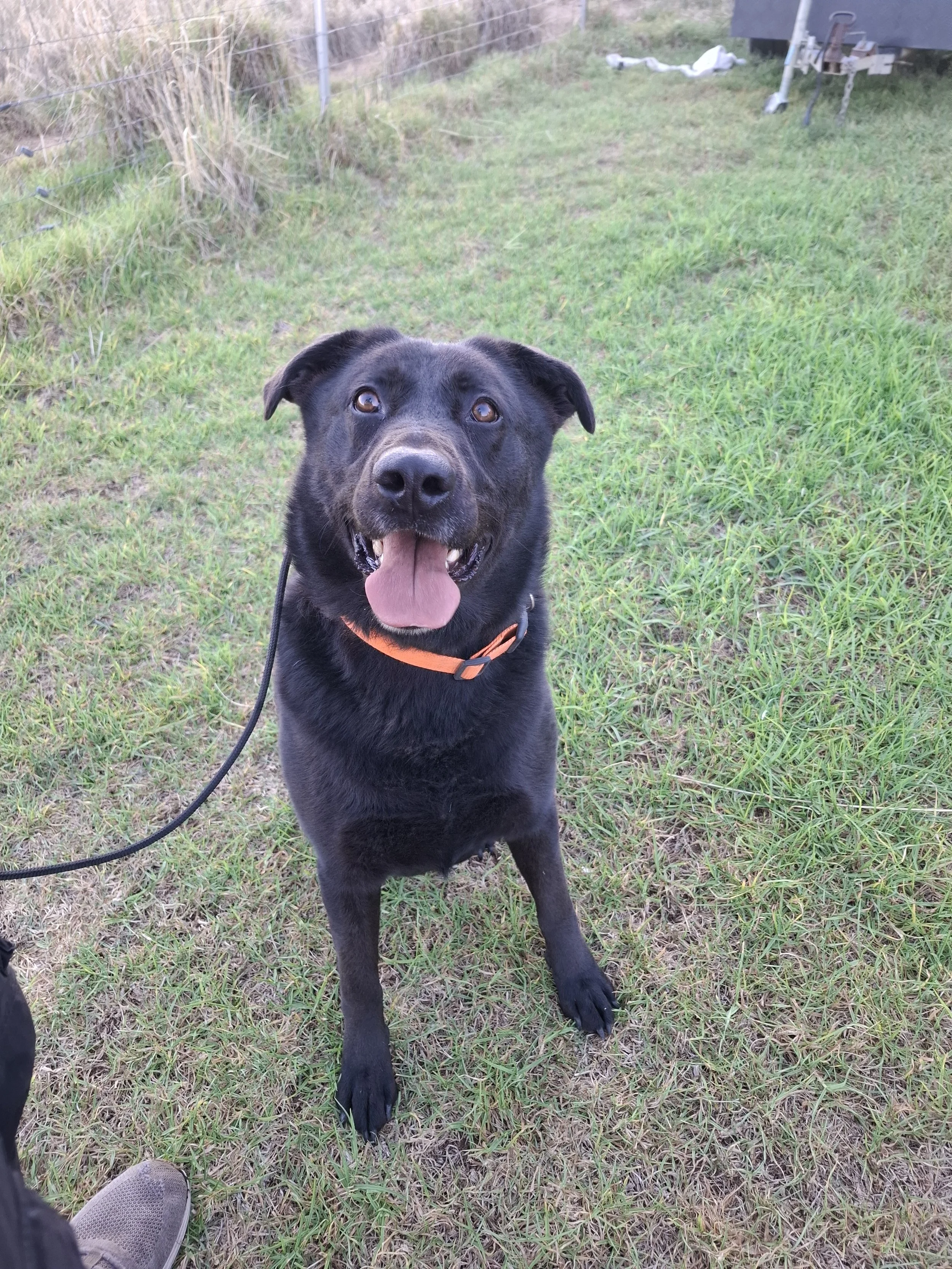A happy black dog with a bright orange collar, sitting on green grass in a yard, with a fence and some outdoor items in the background.