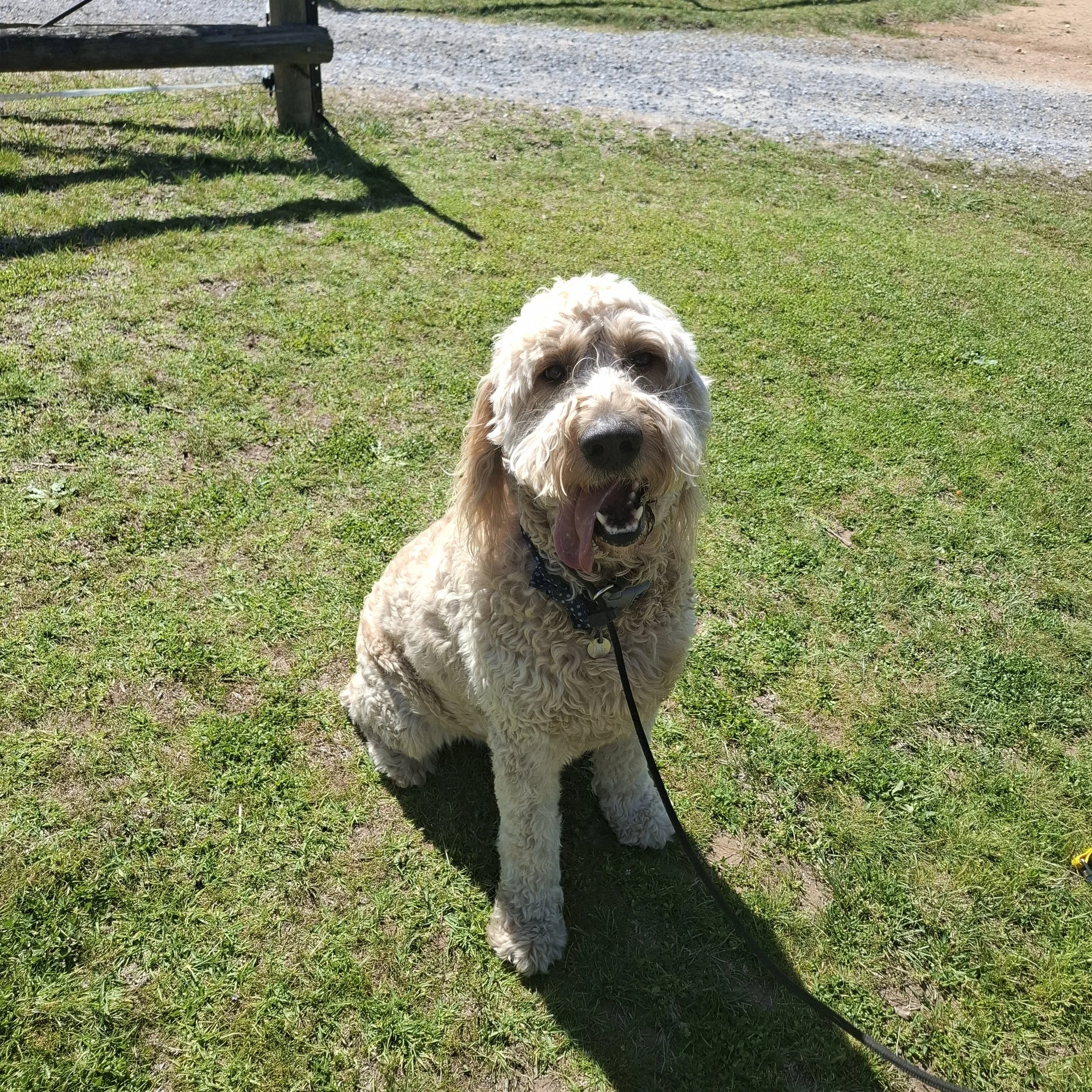 A white curly-haired dog sitting on grass with tongue out, wearing a black collar, on a sunny day.