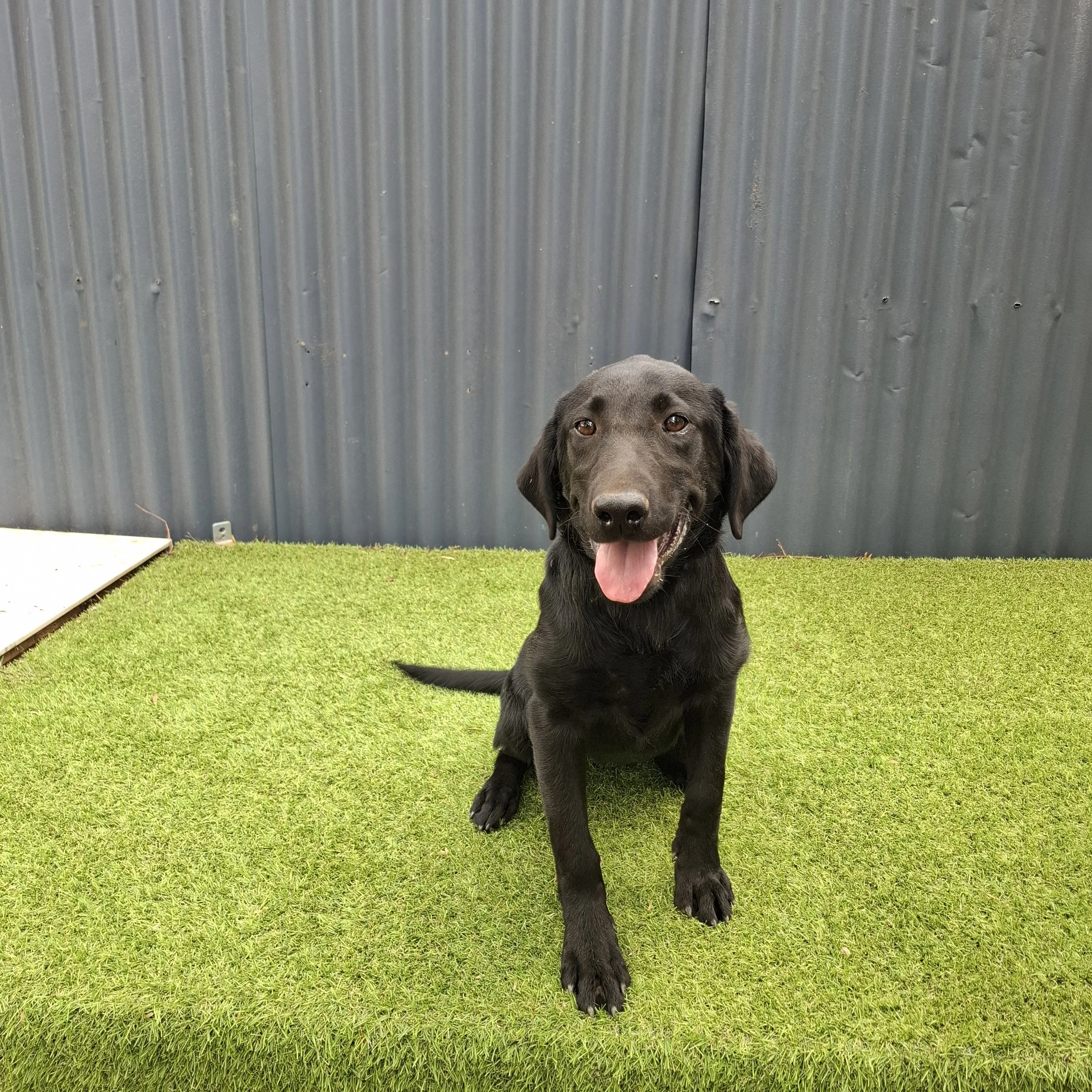 Black Labrador Retriever sitting on green artificial grass with tongue out, outdoors against a gray metal fence.