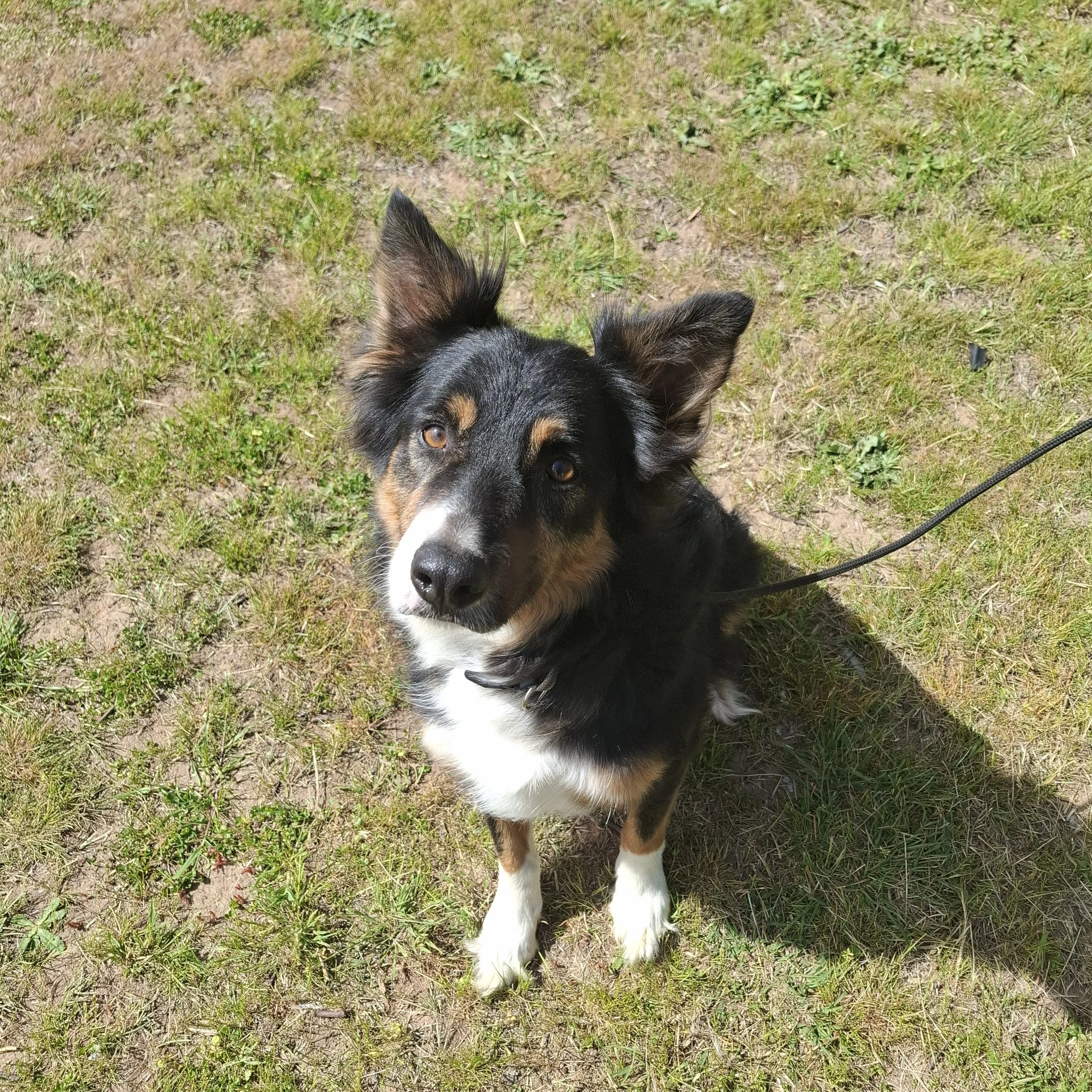 A black, tan, and white Border Collie mix puppy sitting on grassy ground, looking up at the camera.