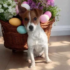 Small dog sitting in front of a basket with colorful Easter eggs and flowers.