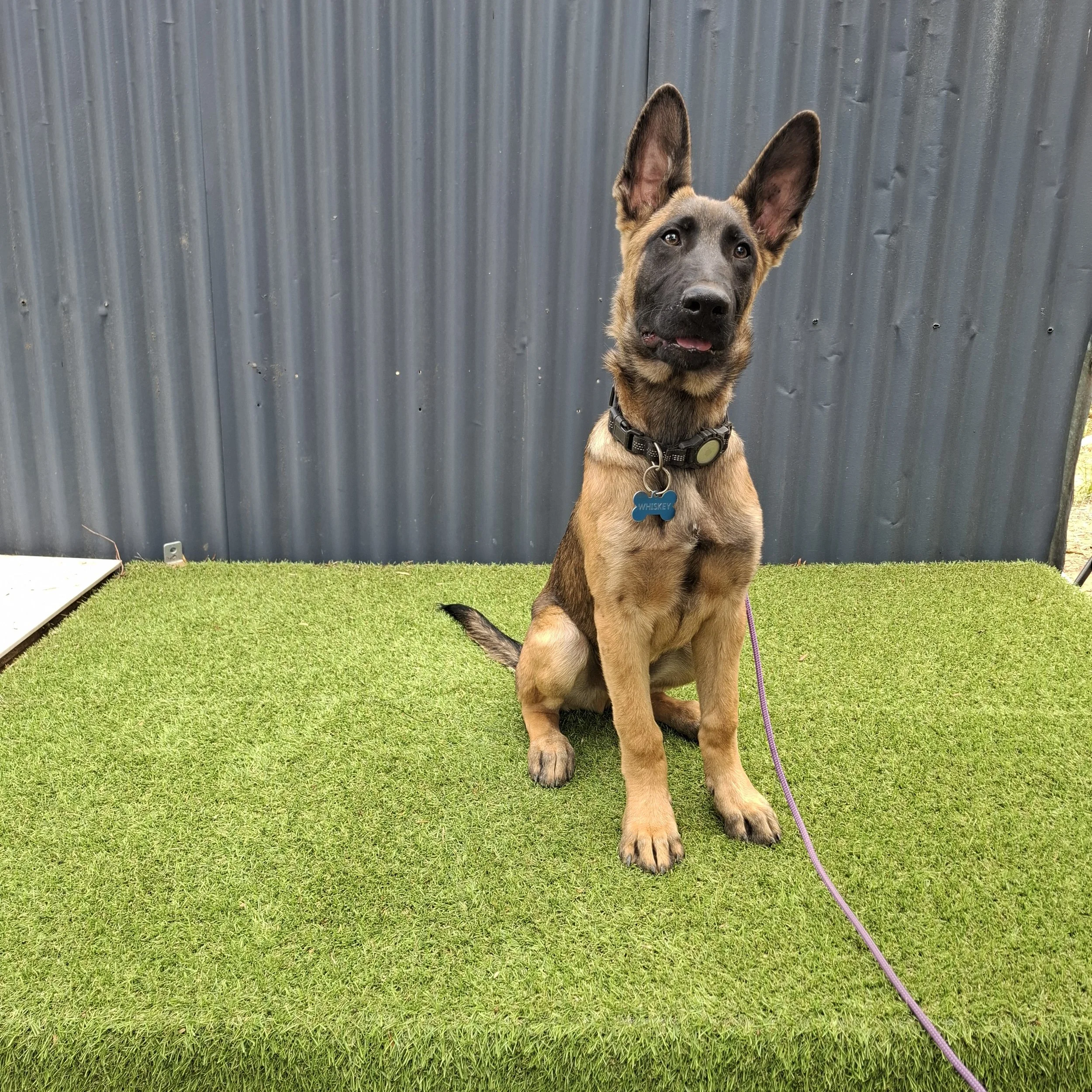 Young Belgian Malinois dog with a blue tag that says 'Wiskey', sitting on artificial grass in front of a corrugated metal wall.