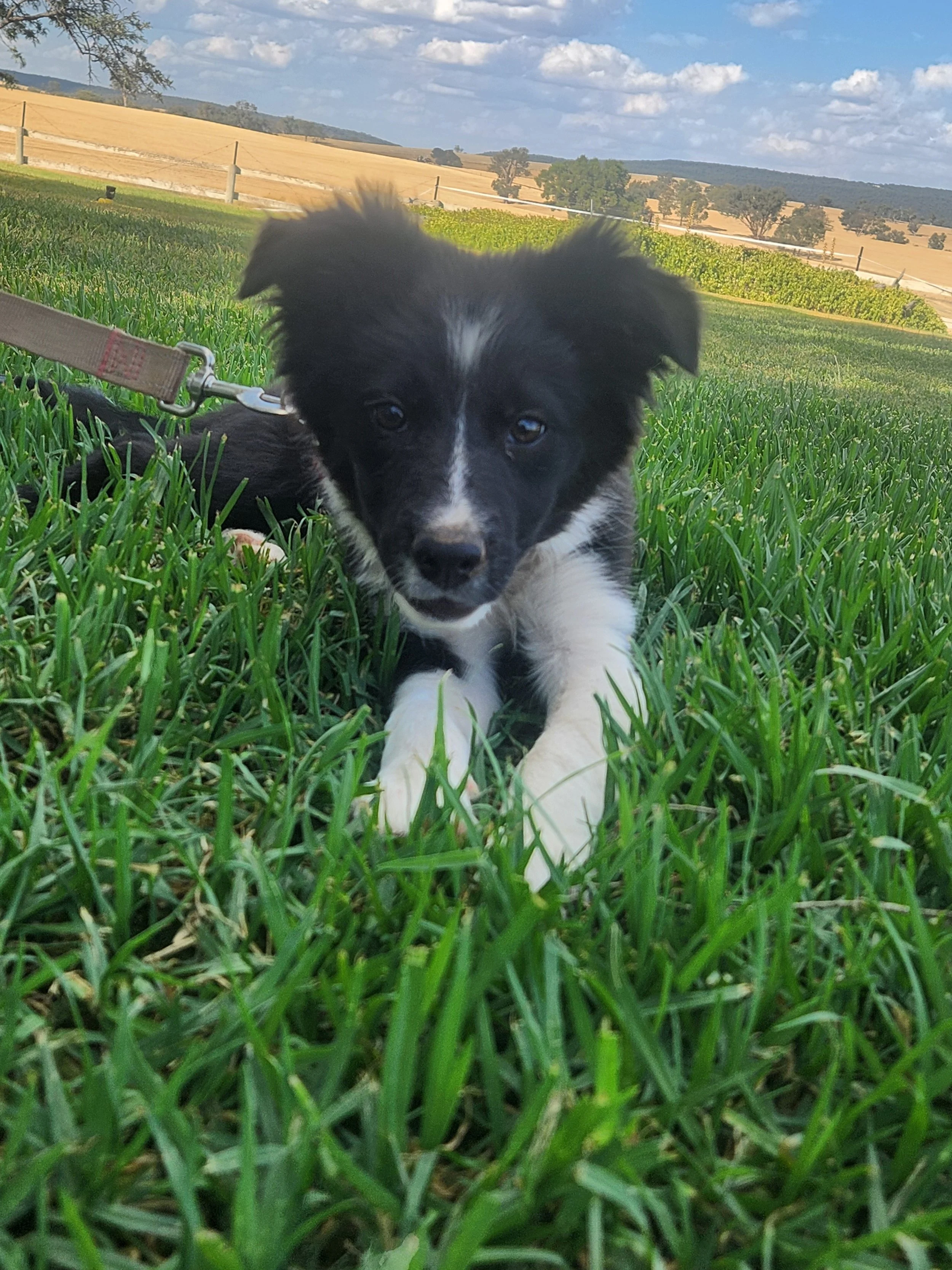 Black and white puppy lying on green grass in a field with rolling hills and blue sky with clouds in the background.