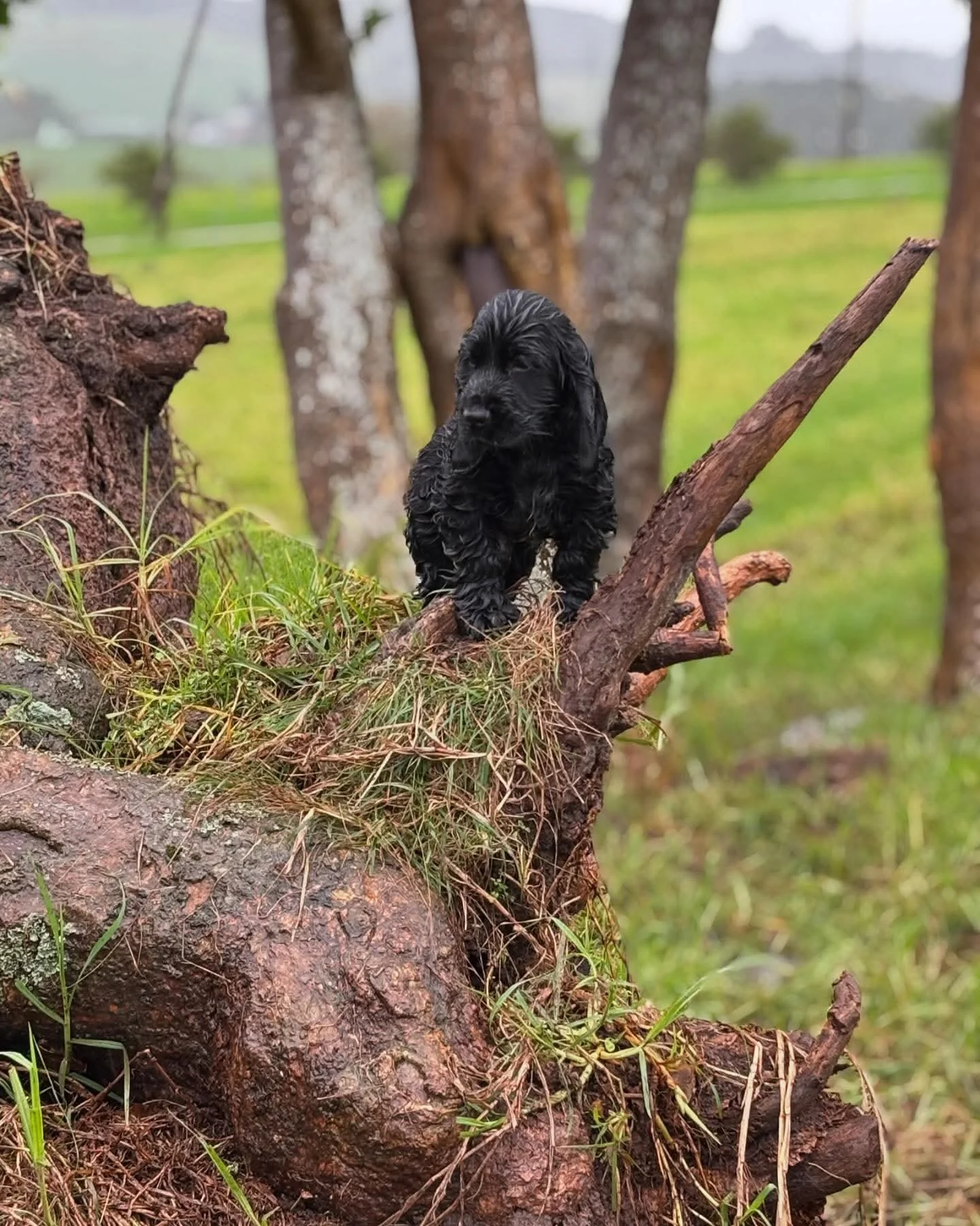 A black puppy standing on a tree branch outdoors in a grassy area with trees in the background.