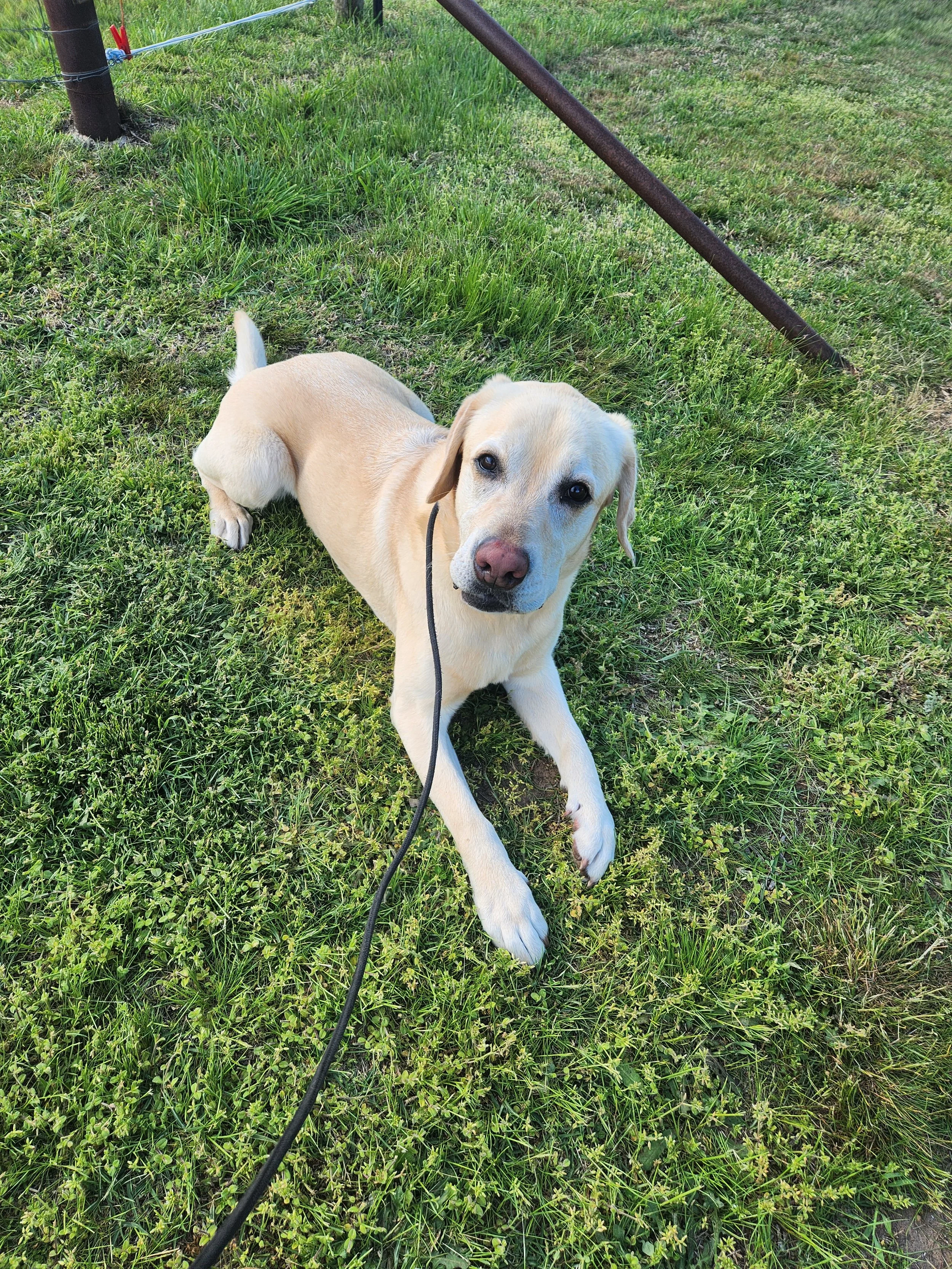 Labrador Retriever puppy lying on green grass, looking at the camera.