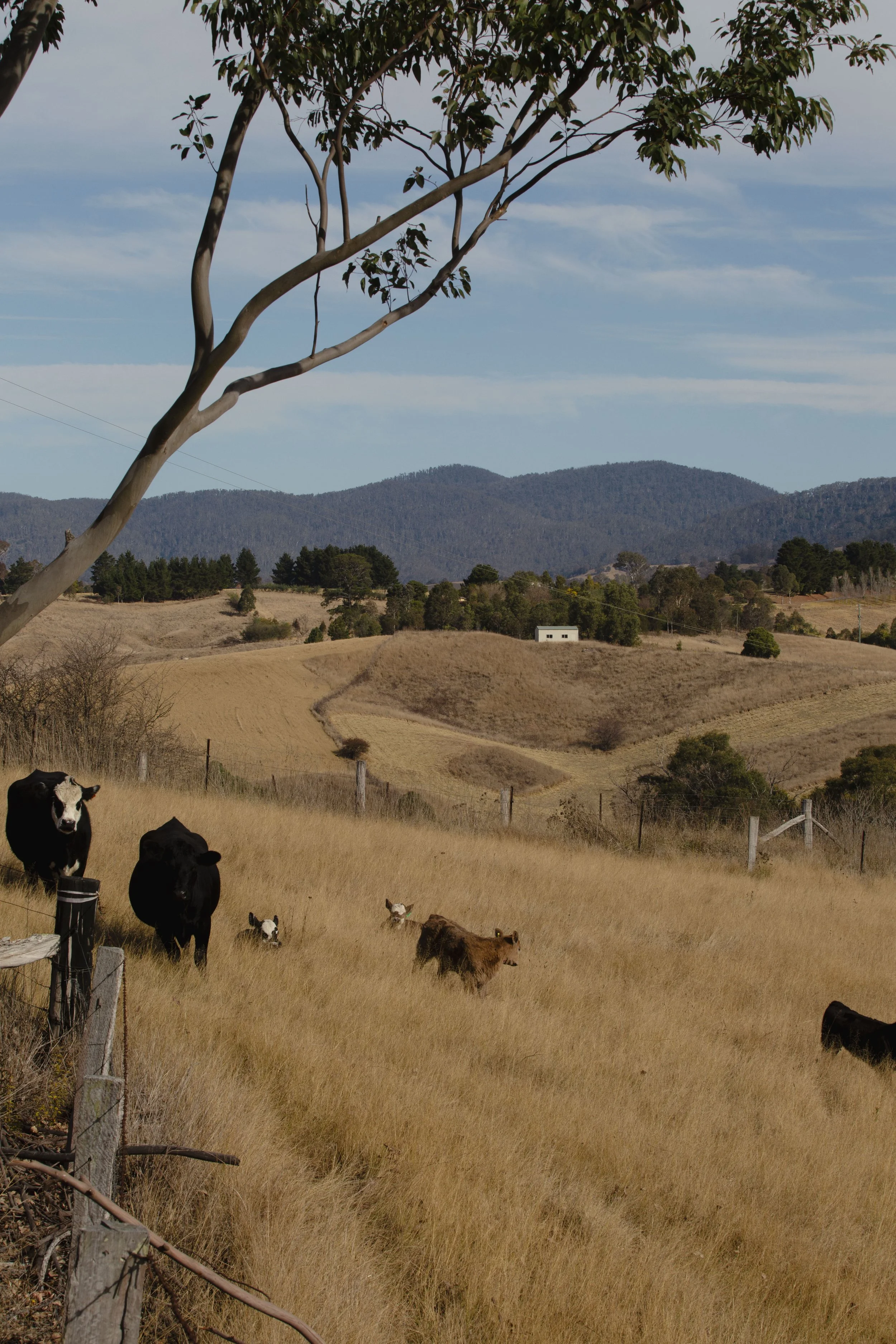 A rural landscape with rolling hills, a few trees, and a fence, featuring cows grazing in a grassy field under a partly cloudy sky.