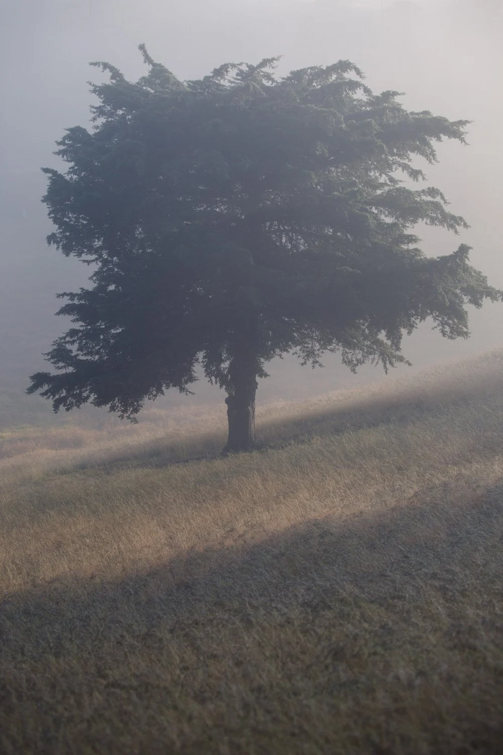 A lone tree standing on a grassy hillside with fog in the background.