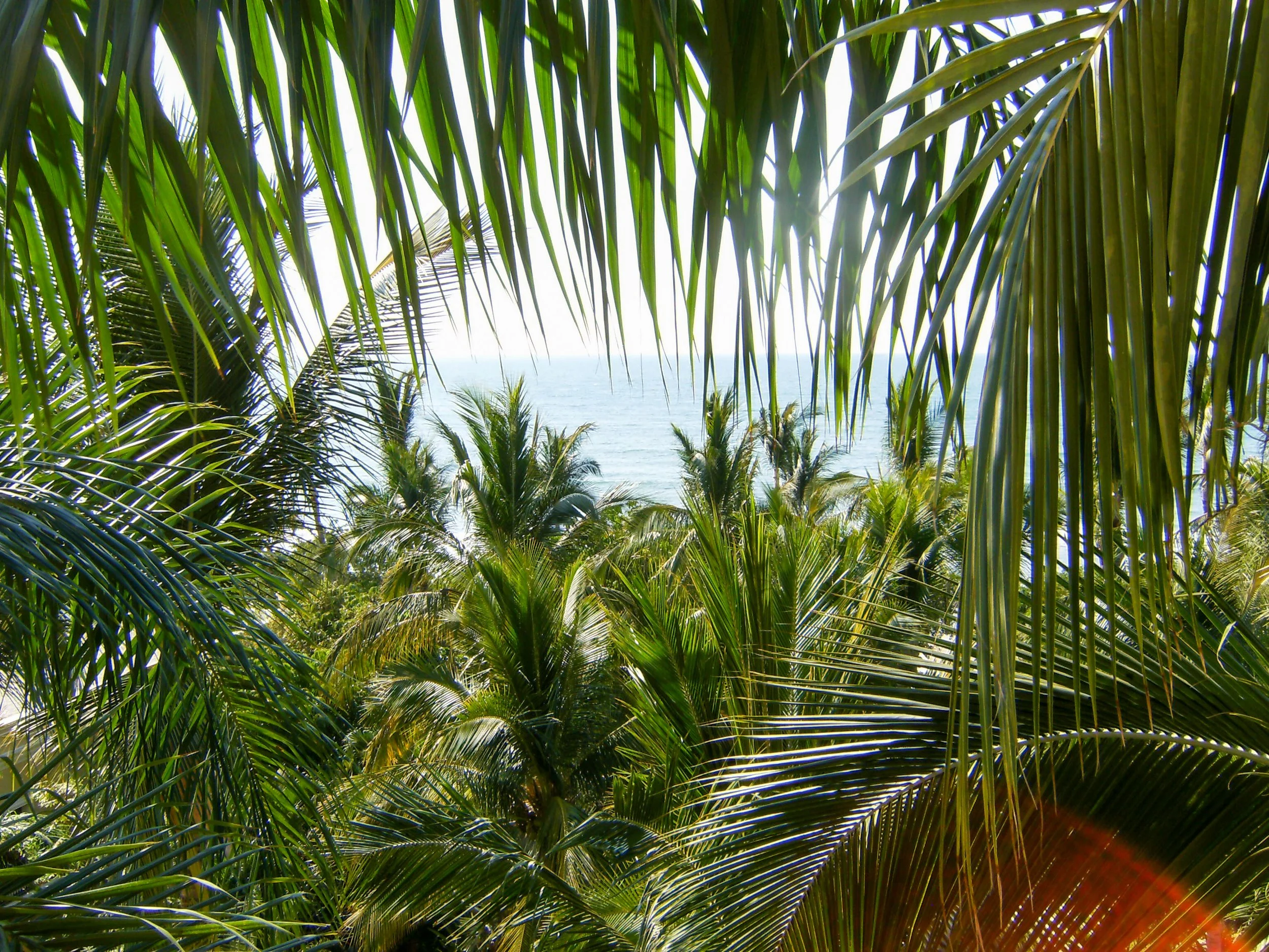 Mazatlan Mexico March 2026-2.jpg