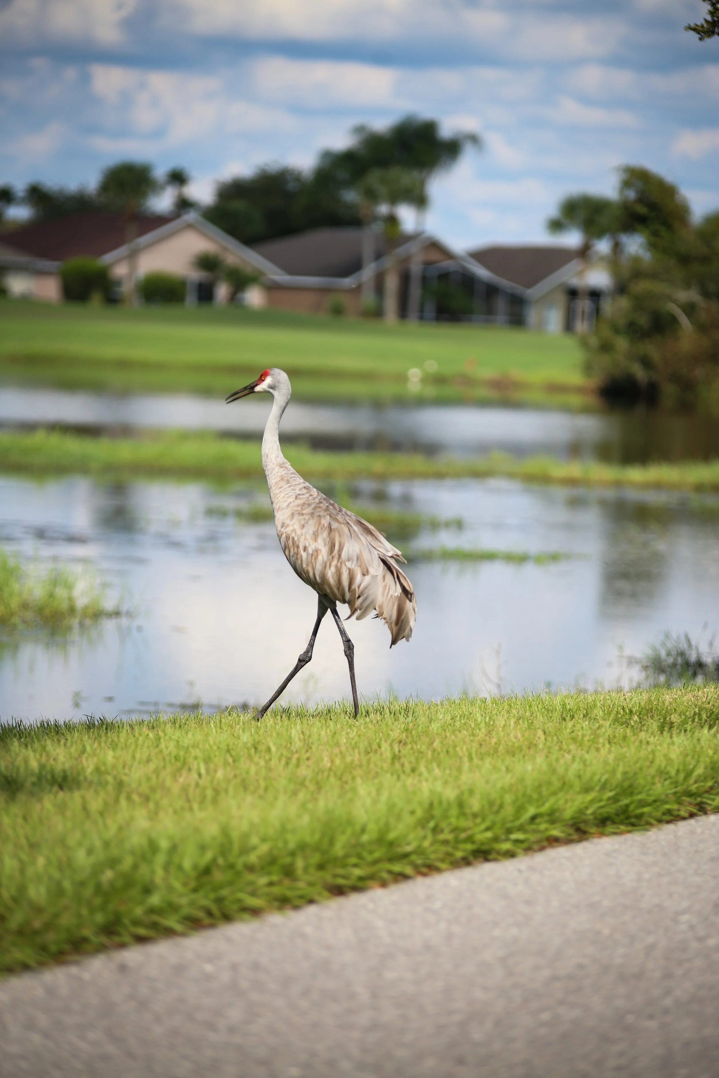 Sandhill Crane Meandering