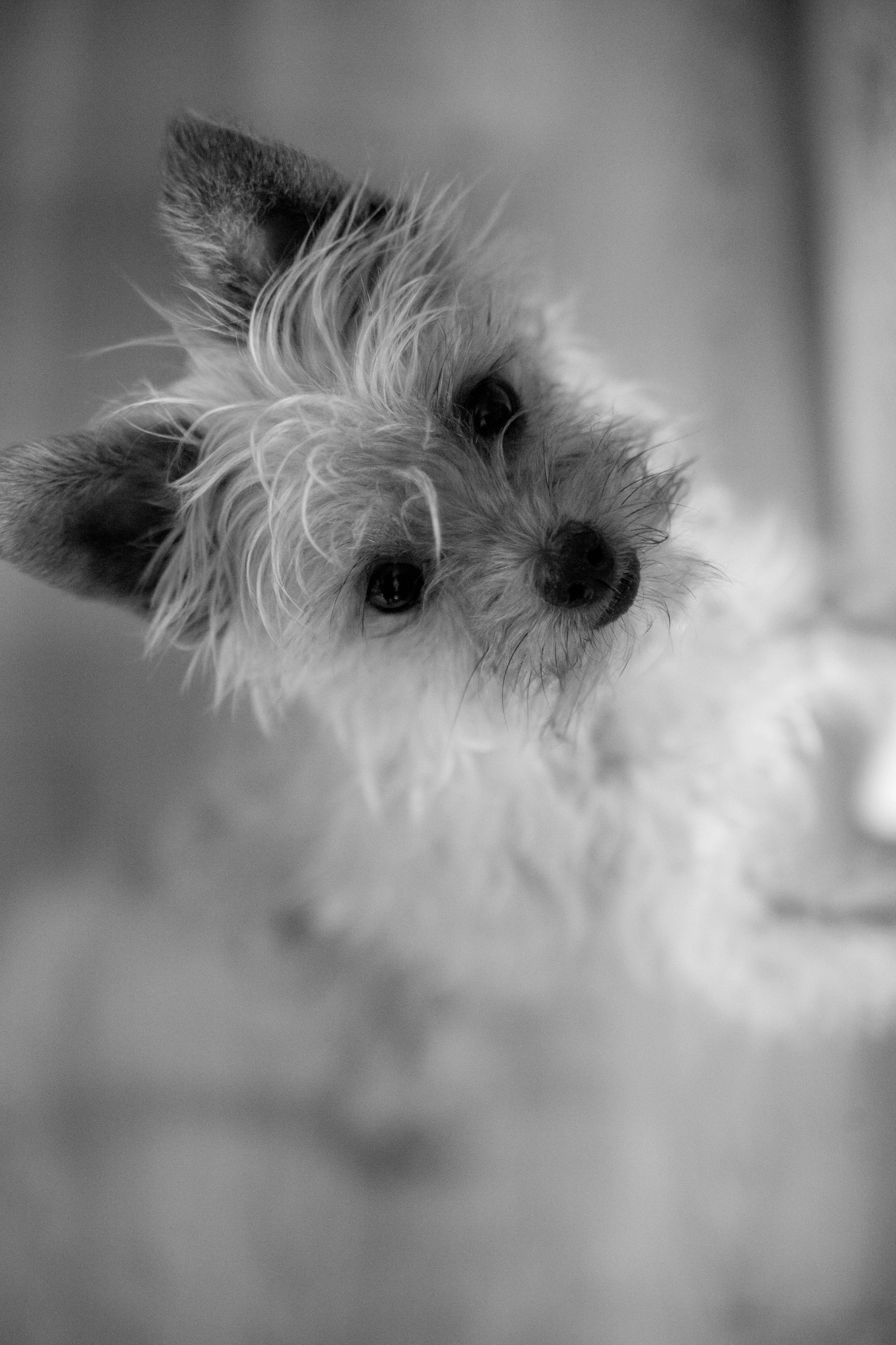 Sir Cutiepants is ready to play