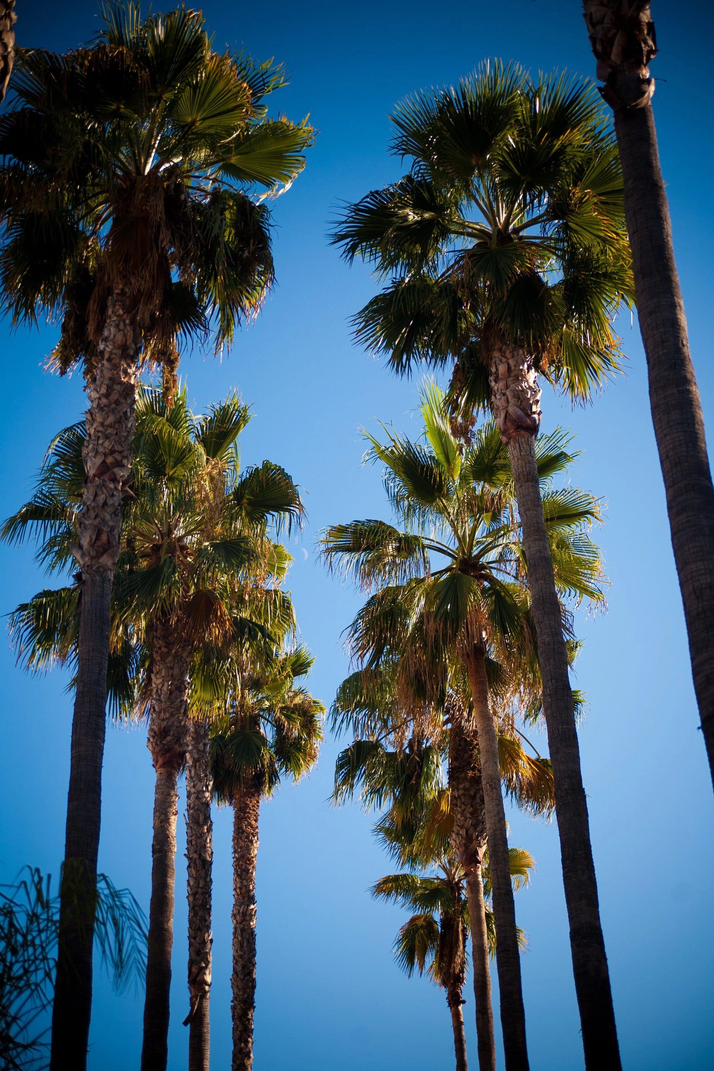 Los Angeles Palms