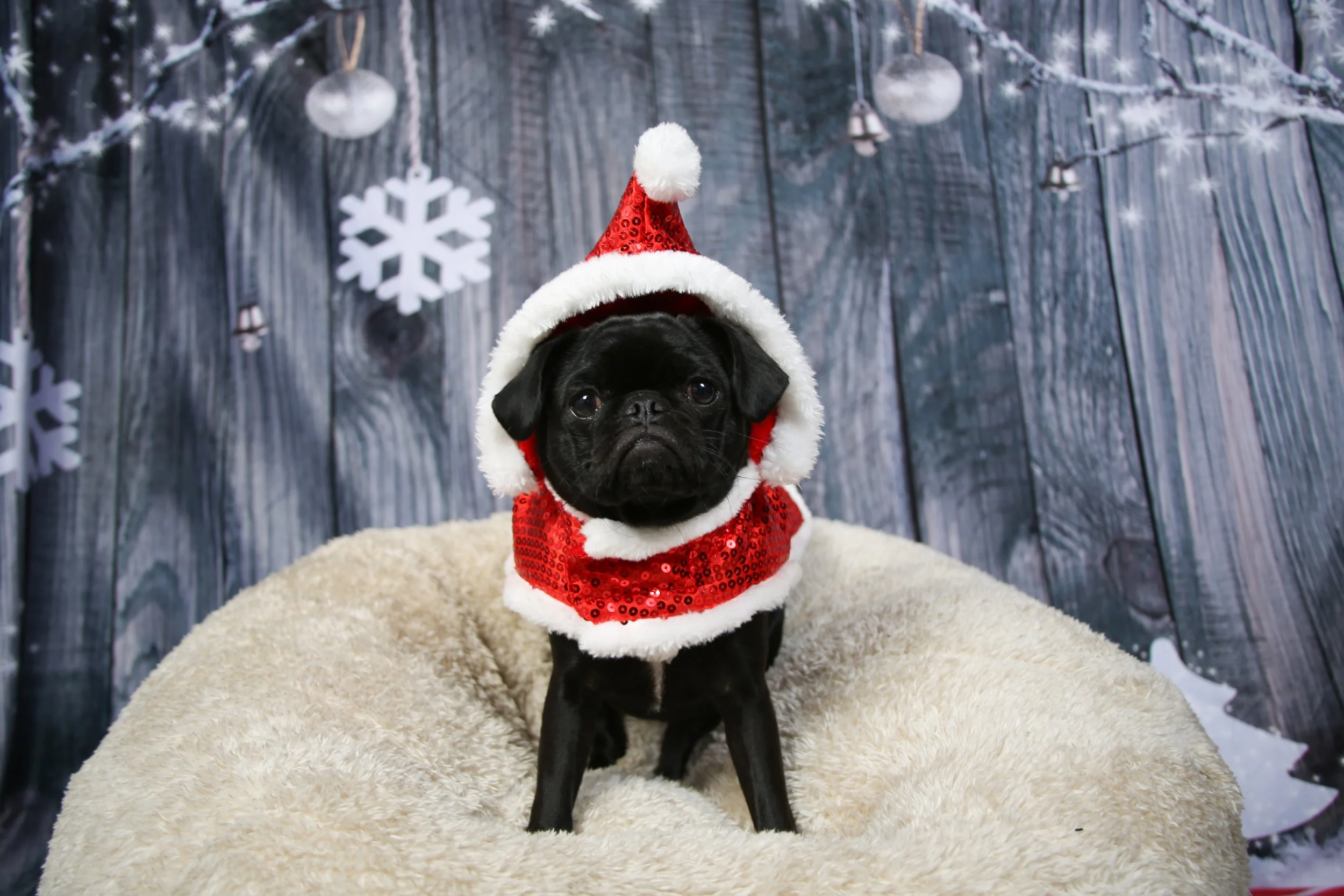 Bug the Pug's Christmas Adventure!