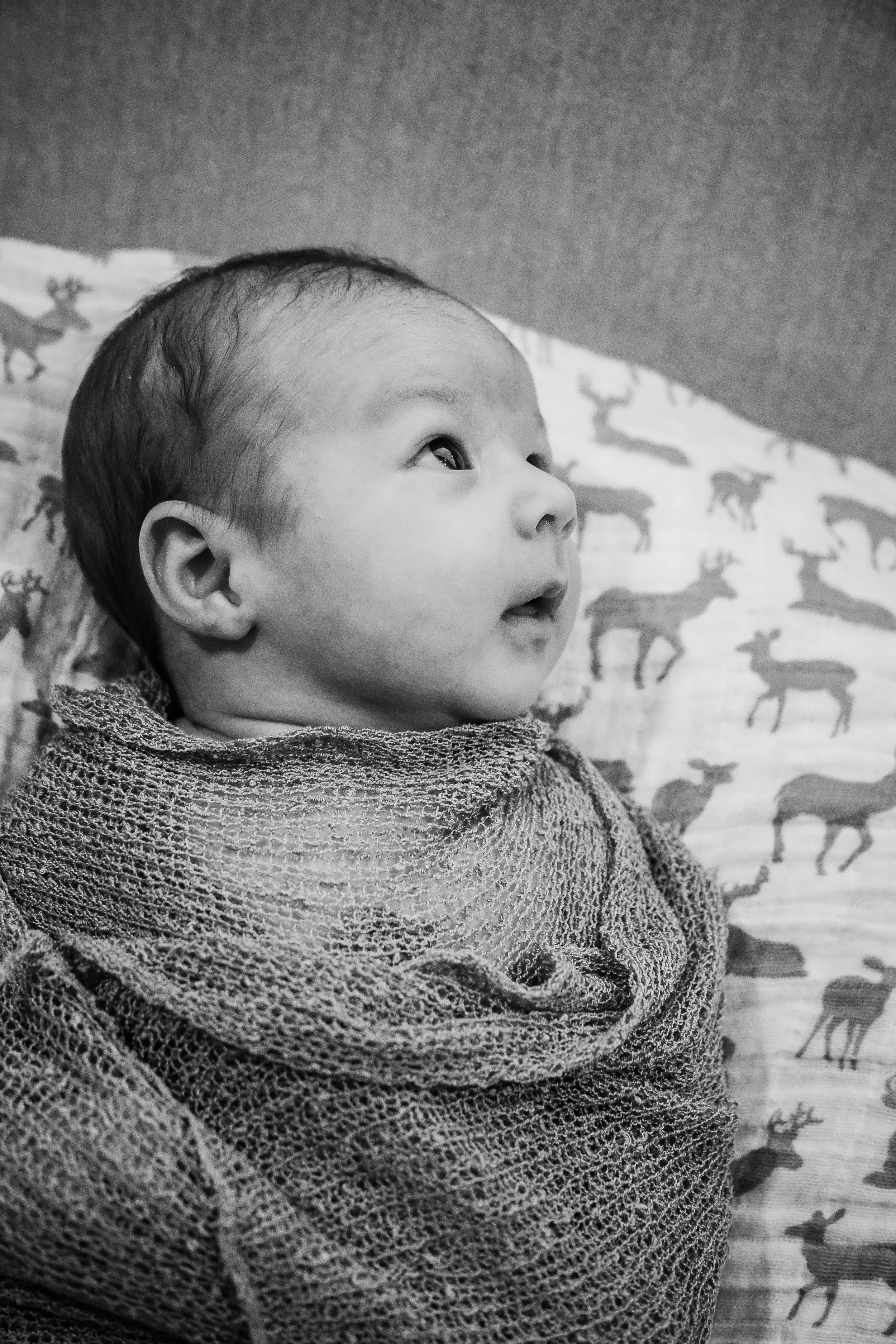 Teddy, all bundled up!