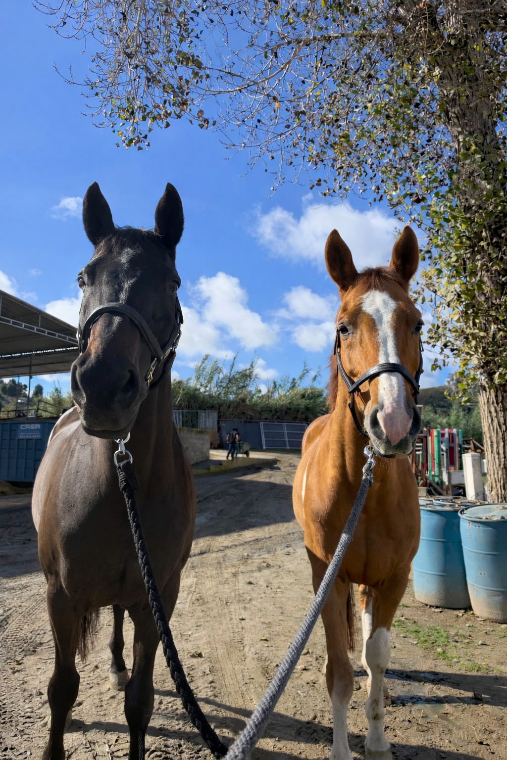 Two horses, one black and one brown with a white face marking, stand on a dirt path under a blue sky with scatter clouds, with trees and farm equipment in the background.