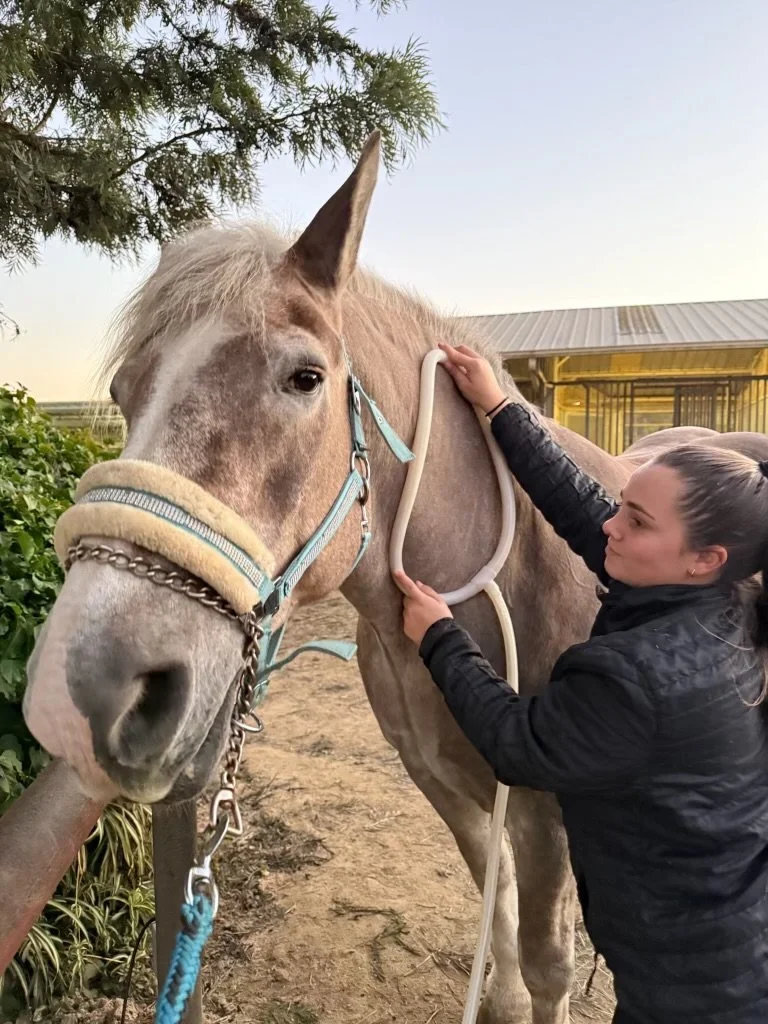 A woman with dark hair tied back, wearing a black jacket, adjusting a saddle or saddle pad on a light tan horse with a white mane and a white stripe on its face outside near some greenery and a building.