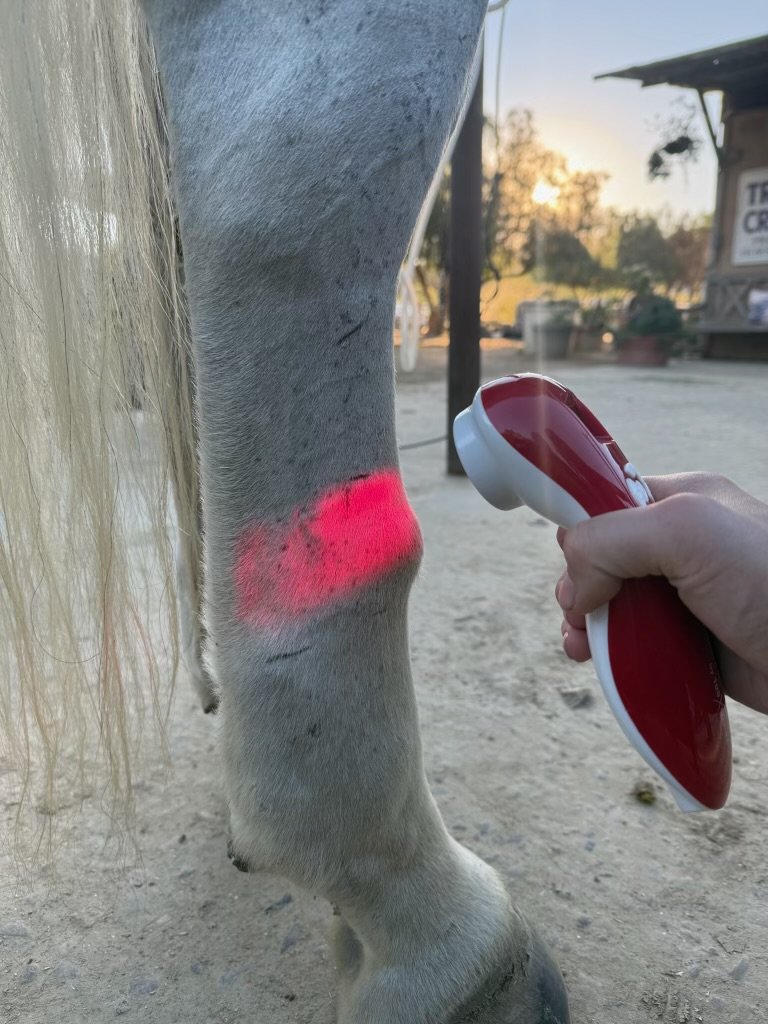 A person using a flashlight to look at a horse's lower leg, which is illuminated with a red glow.