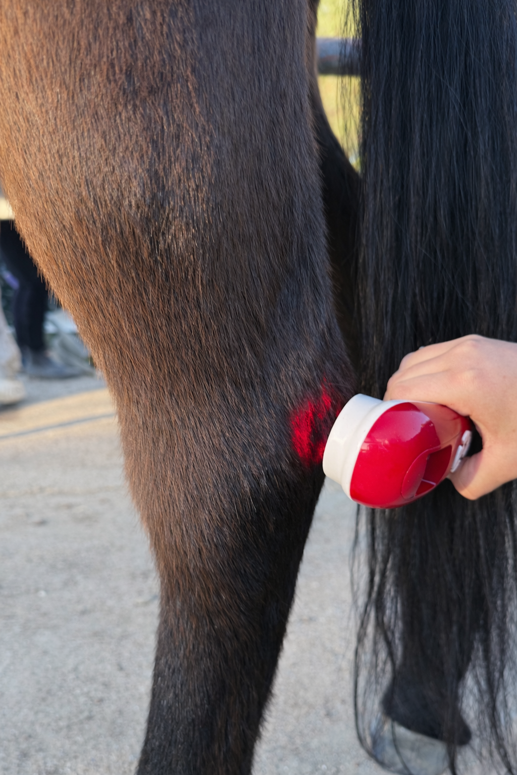 Person performing a hoof cleaning on a brown horse using a hoof pick.