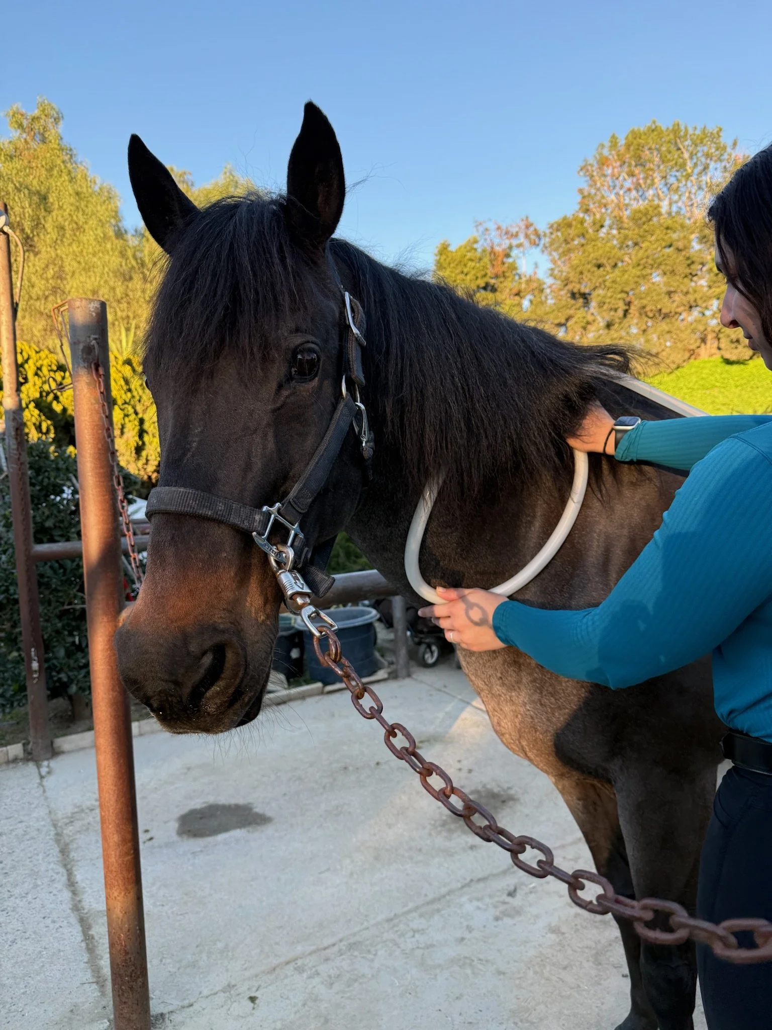 A person in a blue jacket is using a stethoscope on a dark brown horse with a black mane, standing outside on a sunny day with trees in the background.