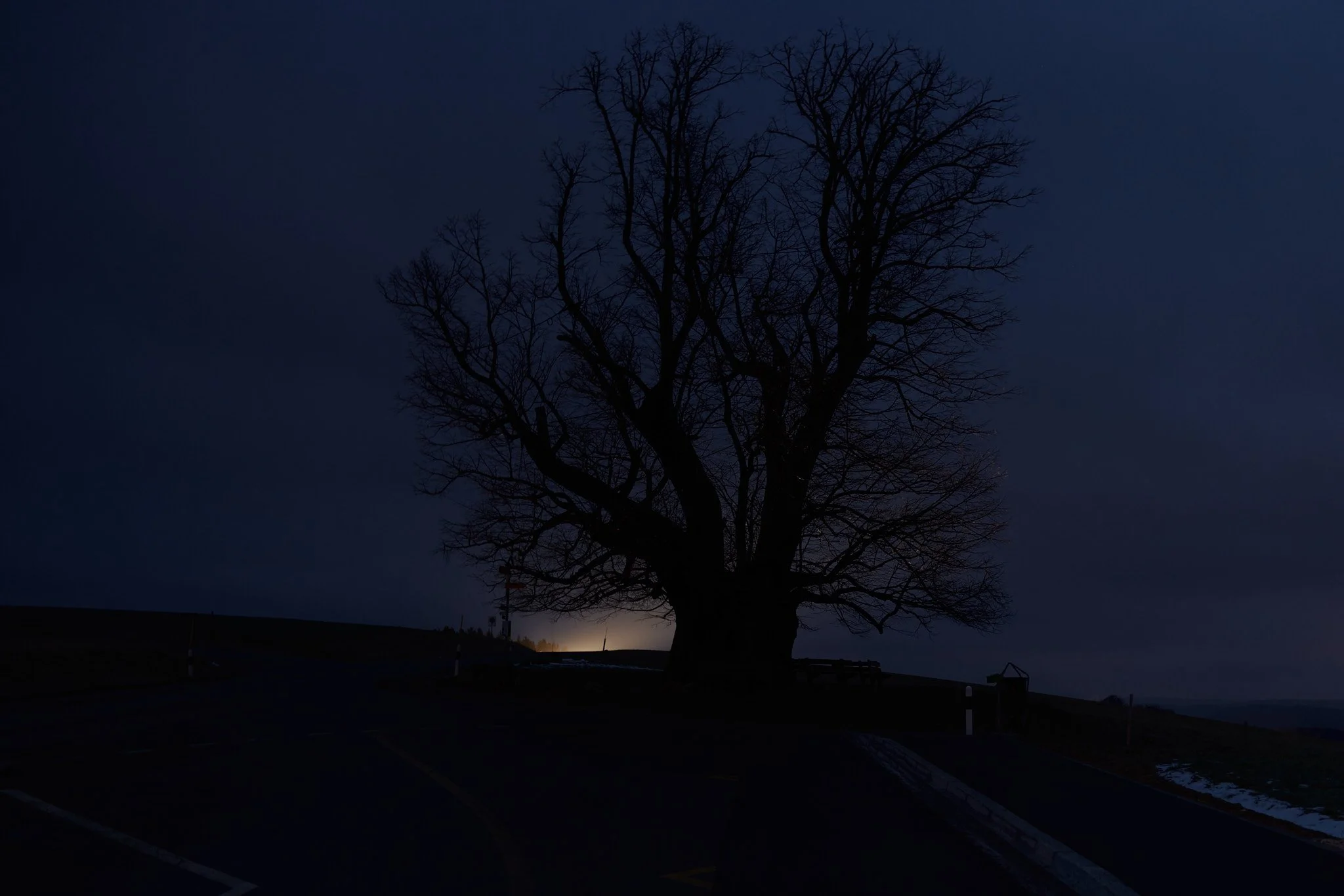 Bäume_Linner_Linde 1.jpg