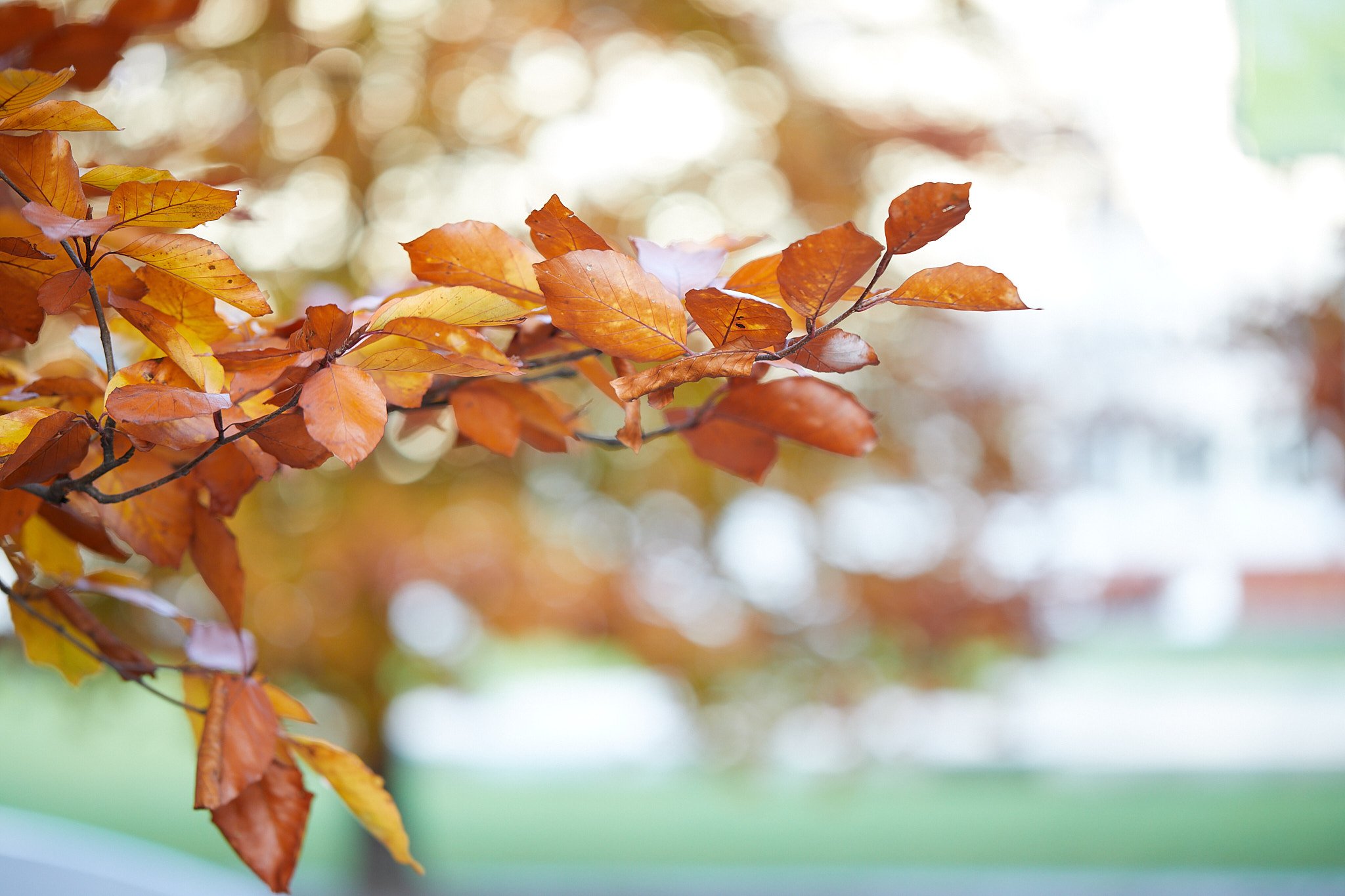 In der Natur_Blätter.jpg