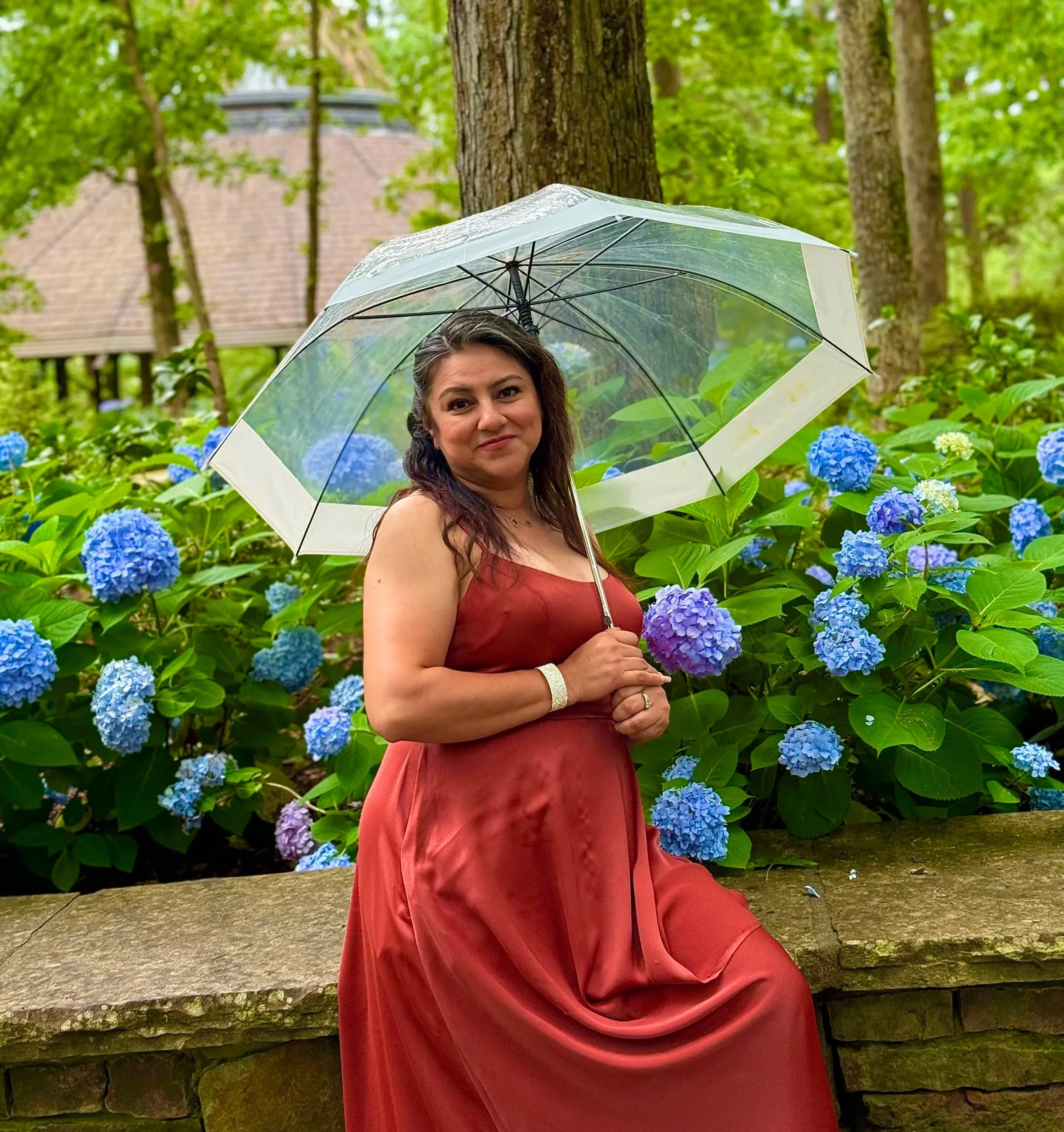 Woman in a reddish-brown dress holding a clear umbrella in front of blooming blue hydrangea flowers in a garden.