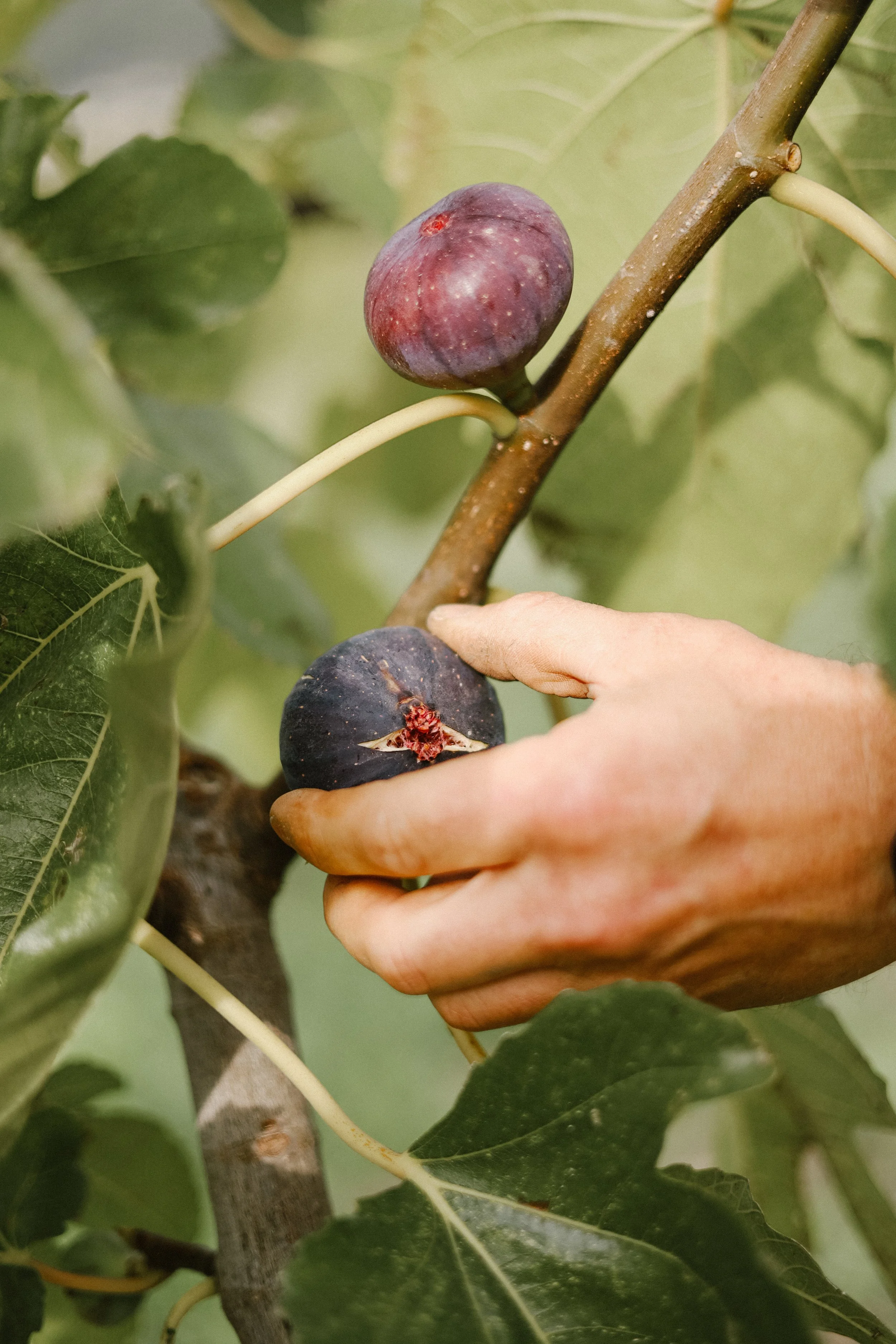 Laurent Magnaval, le Vignal