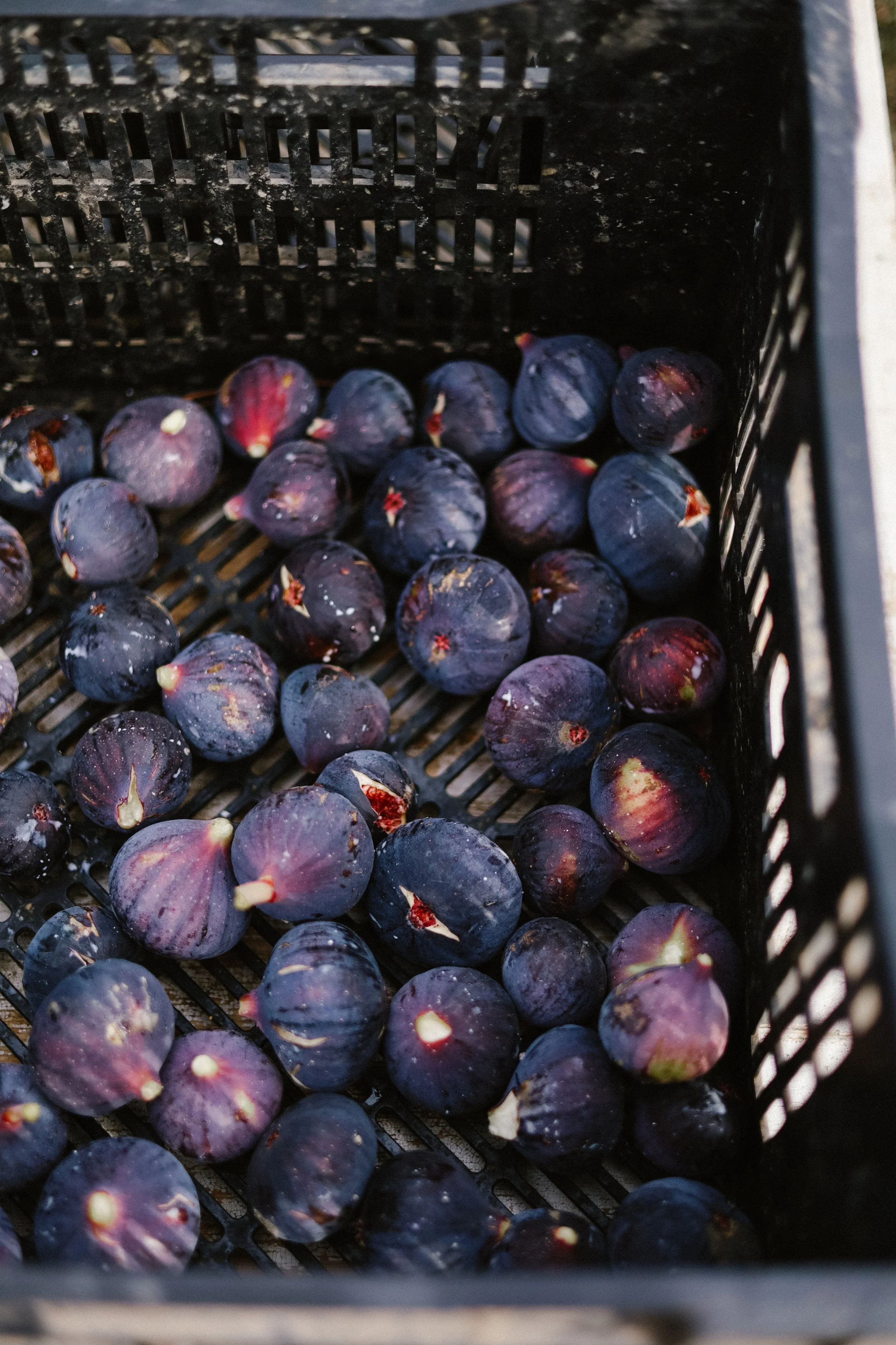 Laurent Magnaval, le Vignal