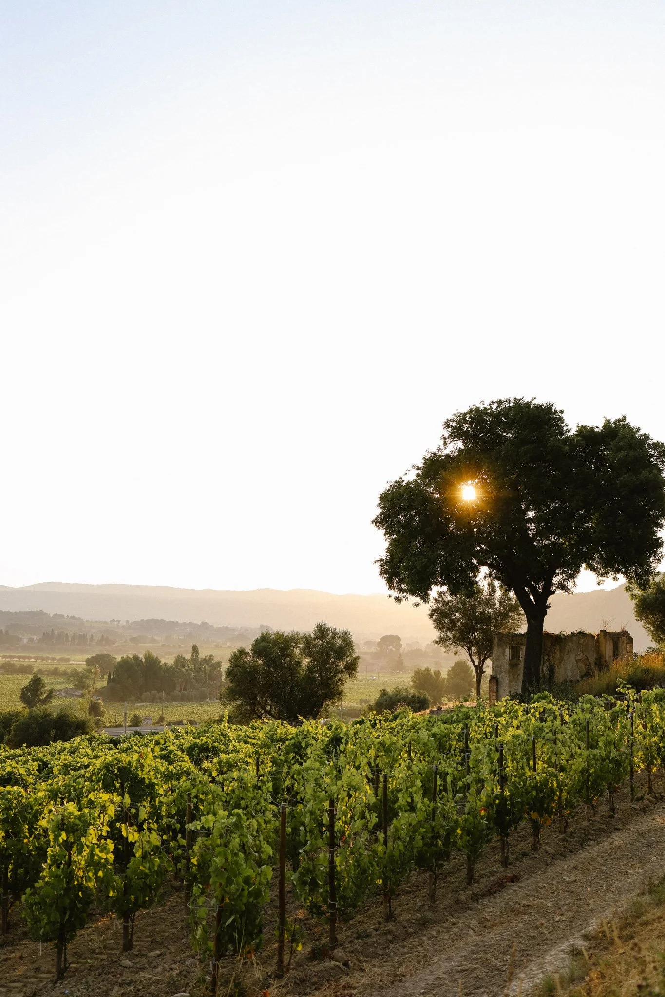Vignes©Marie_Minair-10.jpg