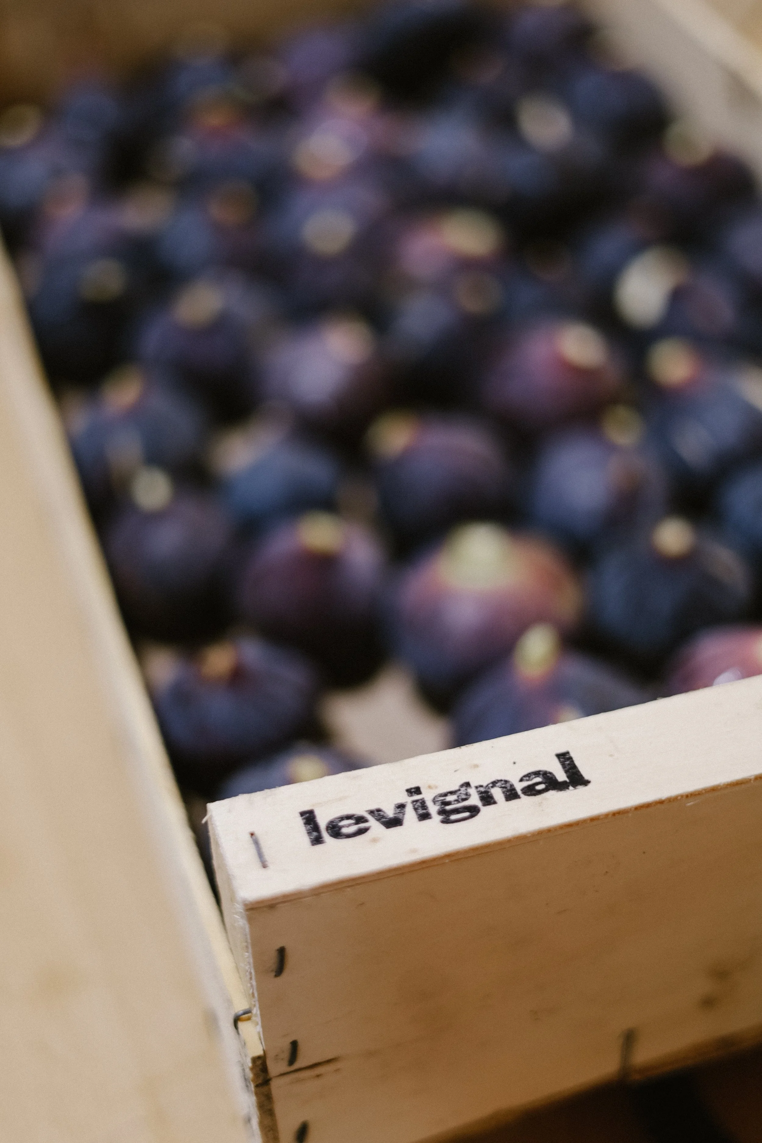 Laurent Magnaval, le Vignal