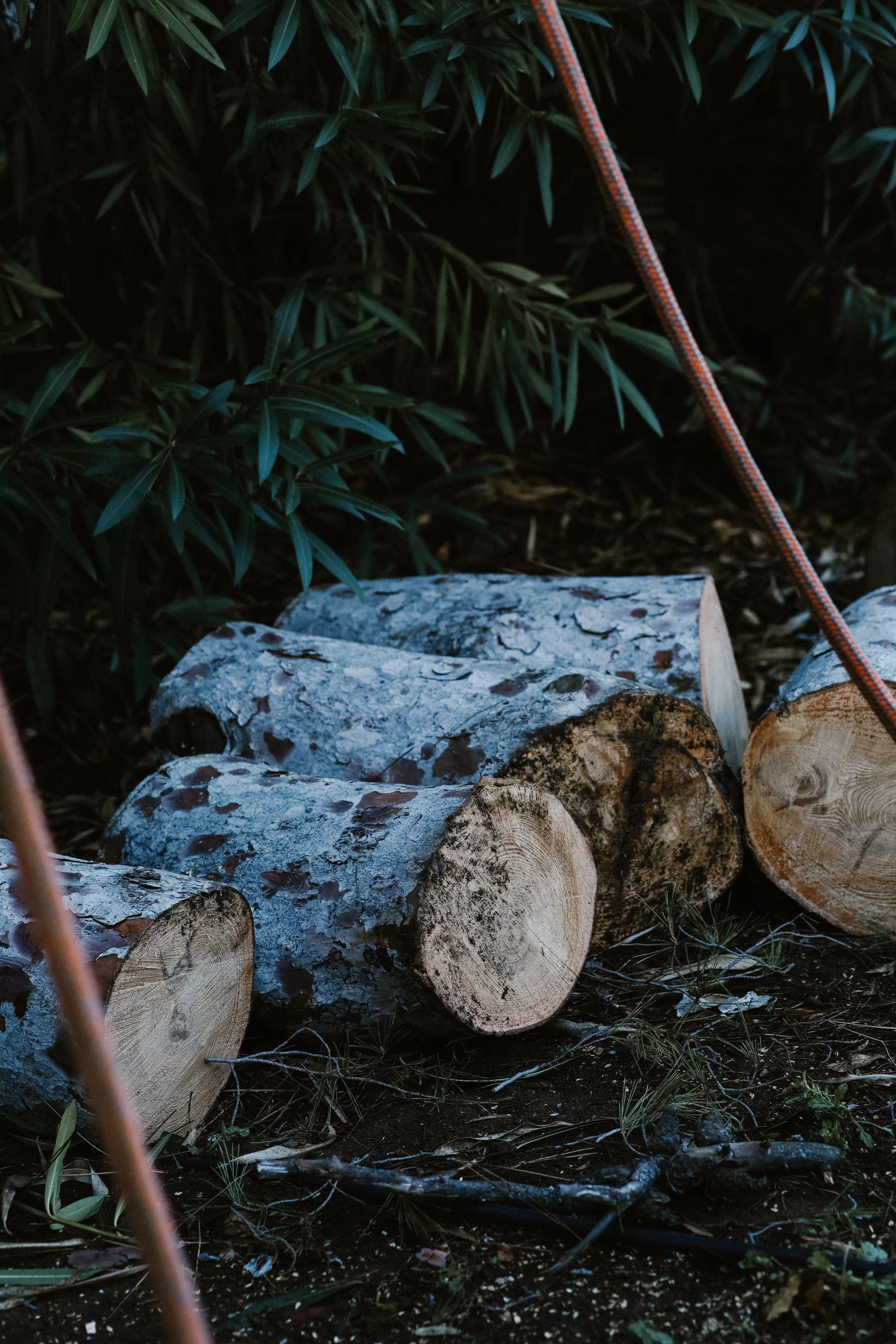 Clément Barbier, élagueur grimpeur