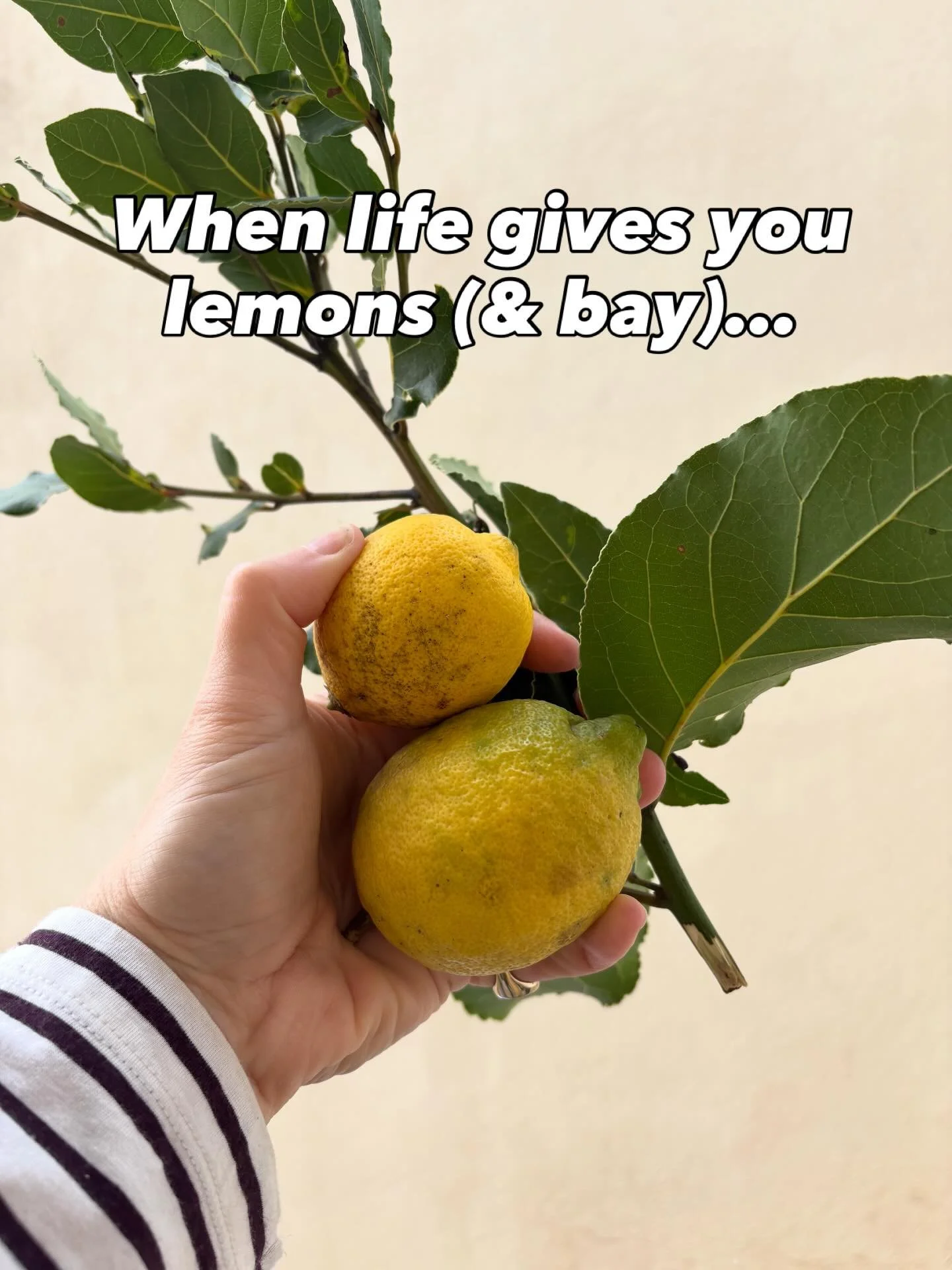 When I had my jam business ten years ago I foraged loads of the ingredients I used. I had a young daughter and a dog, we lived way up in the Yorkshire Dales and it made sense to gather berries and herbs on our walks.

Years later my girl is grown and