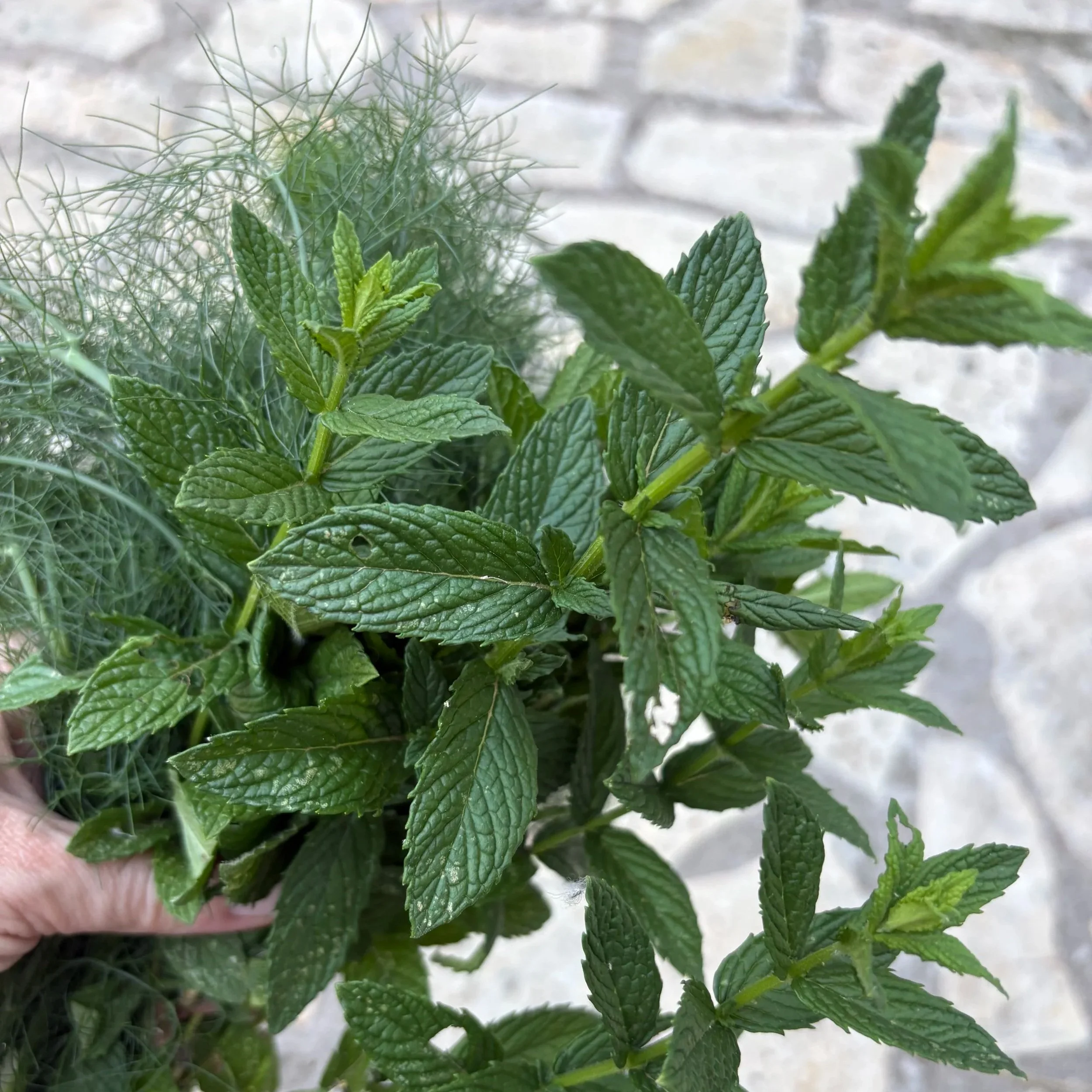 Close-up of fresh green mint leaves with textured surface and serrated edges, with some mint sprigs in the background, against a light stone surface.