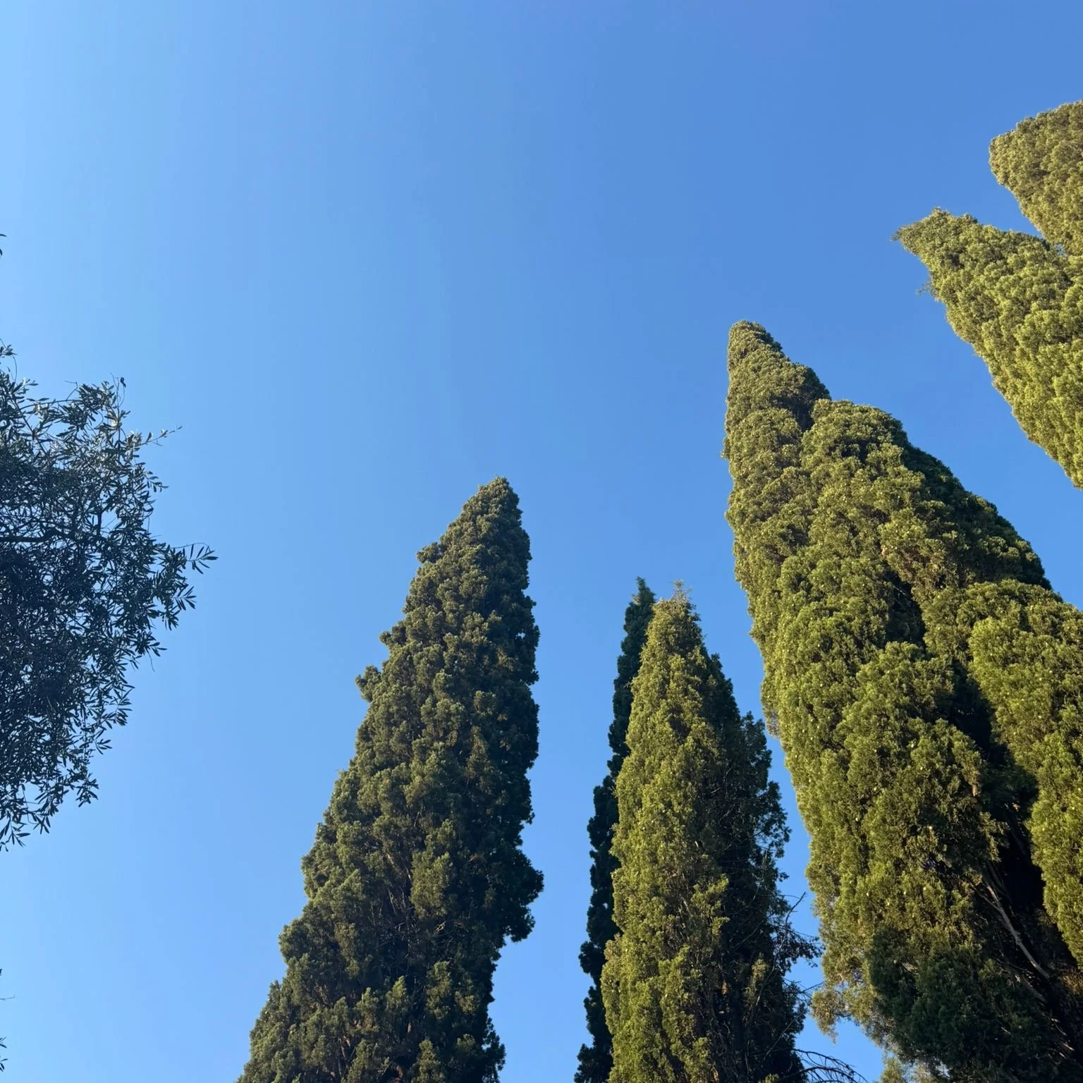 Tall green cypress trees against a clear blue sky, with some foliage on the left side of the image.