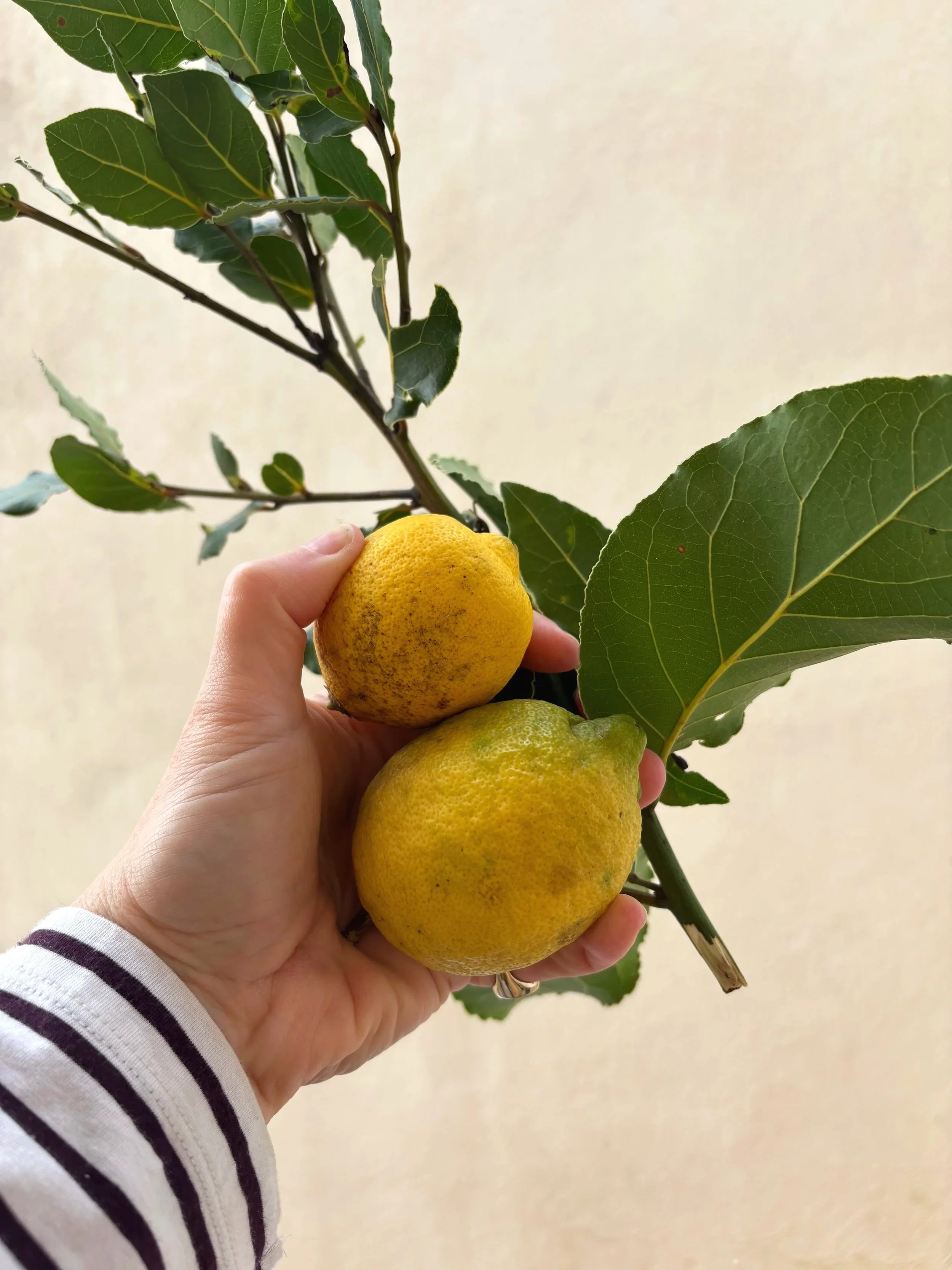 A hand holding a small cluster of yellow lemons attached to a branch with green leaves.