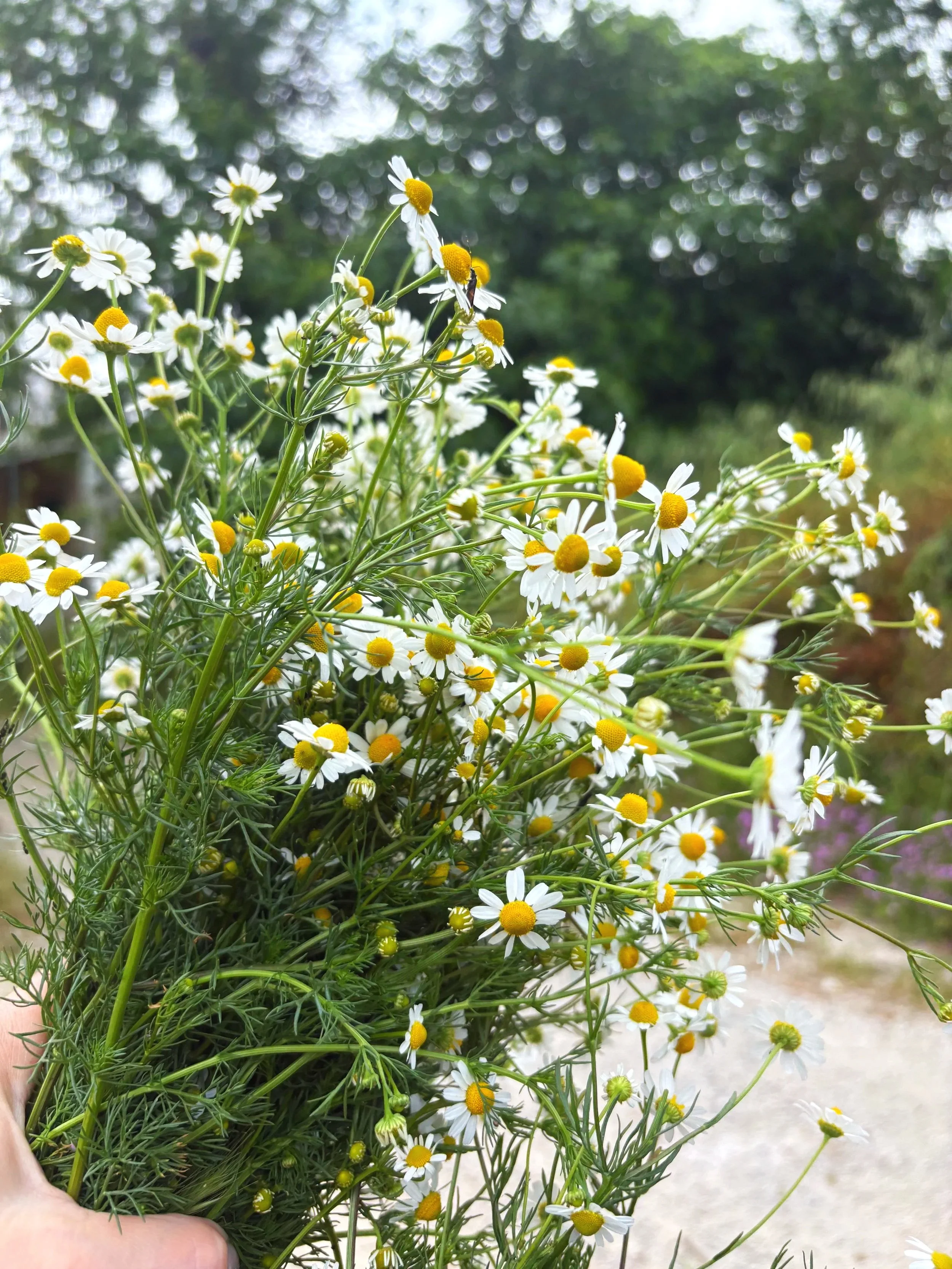 A bunch of chamomile flowers with white petals and yellow centers, with a blurred background of trees and sky.