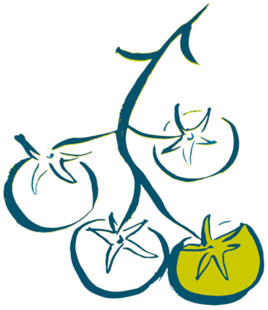 Outline drawing of a tomato plant with three ripening tomatoes and leaves.