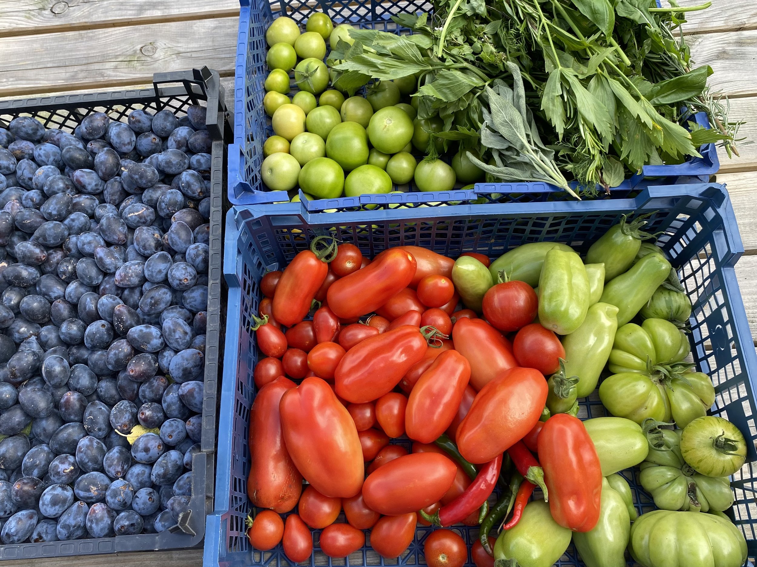 Blue crates filled with fresh green tomatoes, red tomatoes, green peppers, and blueberries on a wooden surface.