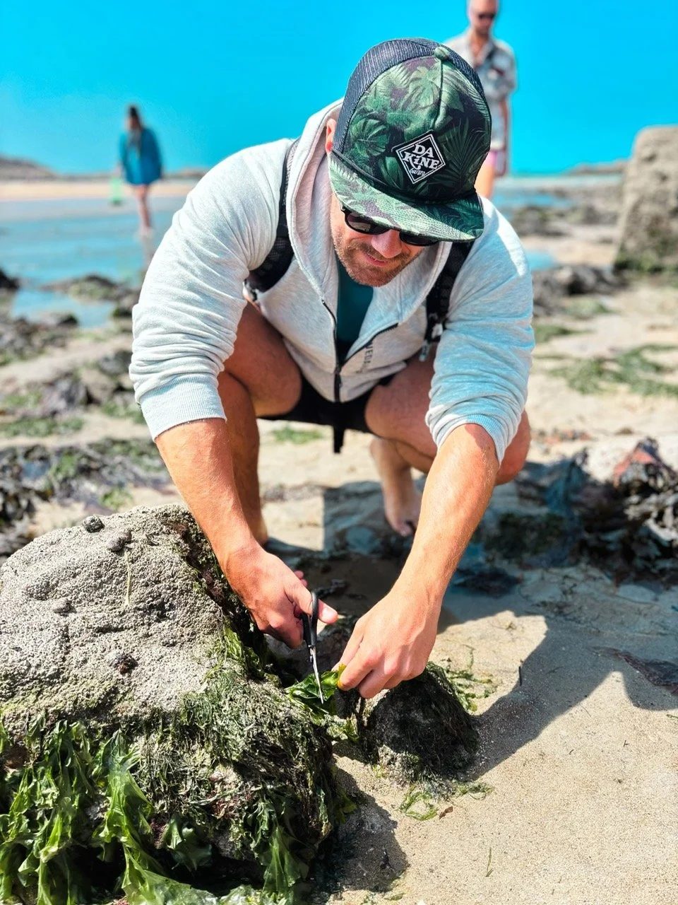 A man crouches on a sandy beach, using scissors to cut green seaweed attached to a large rock. He wears a gray hoodie, sunglasses, a camo hat, and a backpack. In the background, two people walk along the beach near the water under a clear blue sky.