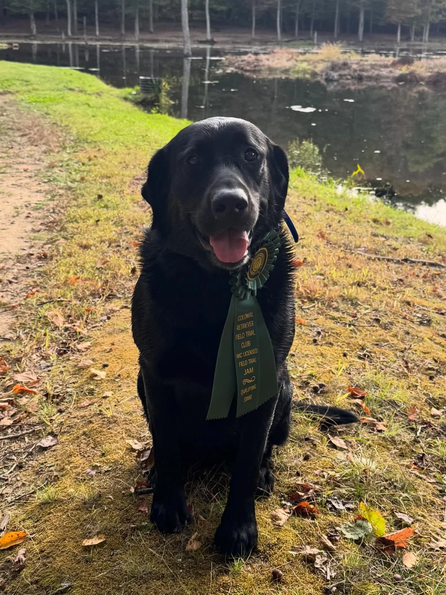 Apollo did a thing today.  Thank you to the judges and Colonial field trial club.  Greens are just the beginning buddy!  We are so proud of your strong finish in your first ever qualifying!  #labrador #retriever #fieldtrial #fieldtrialdogs #workingdo