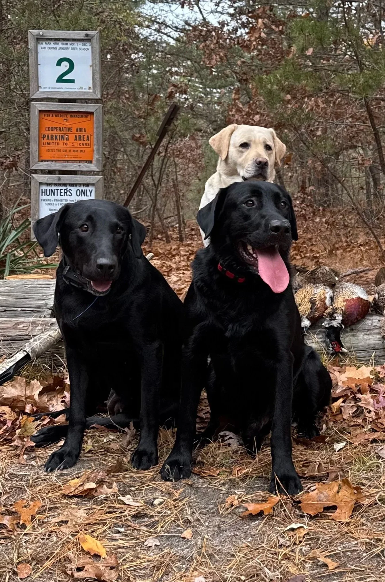 Three dogs sitting on a trail in a wooded area. Two black dogs are in the front, one with a red collar and its tongue out, the other smiling. A yellow dog is behind them, partially obscured, looking into the distance. There are fallen leaves on the ground and signs in the background.