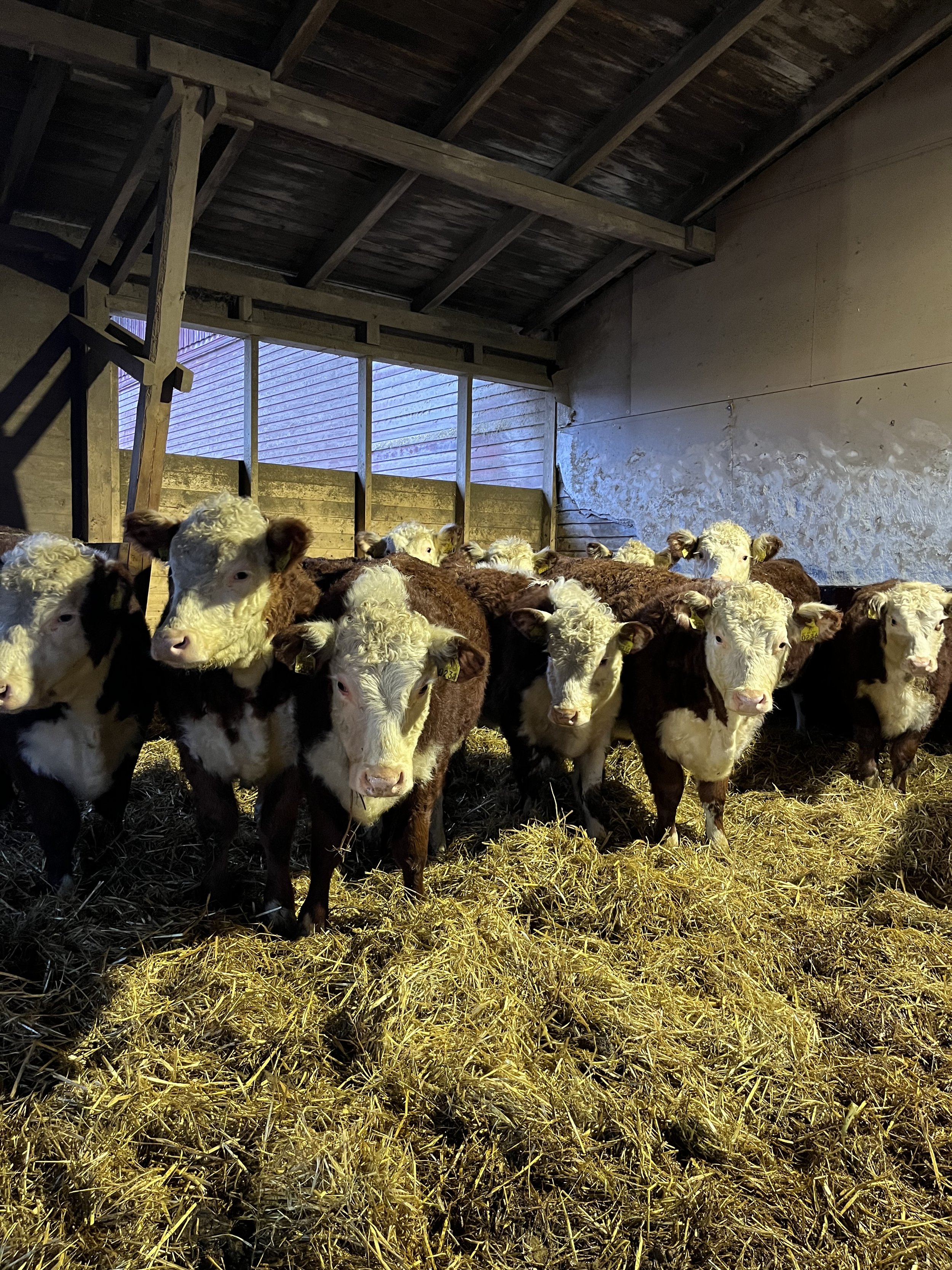 Lehmiä navetassa
