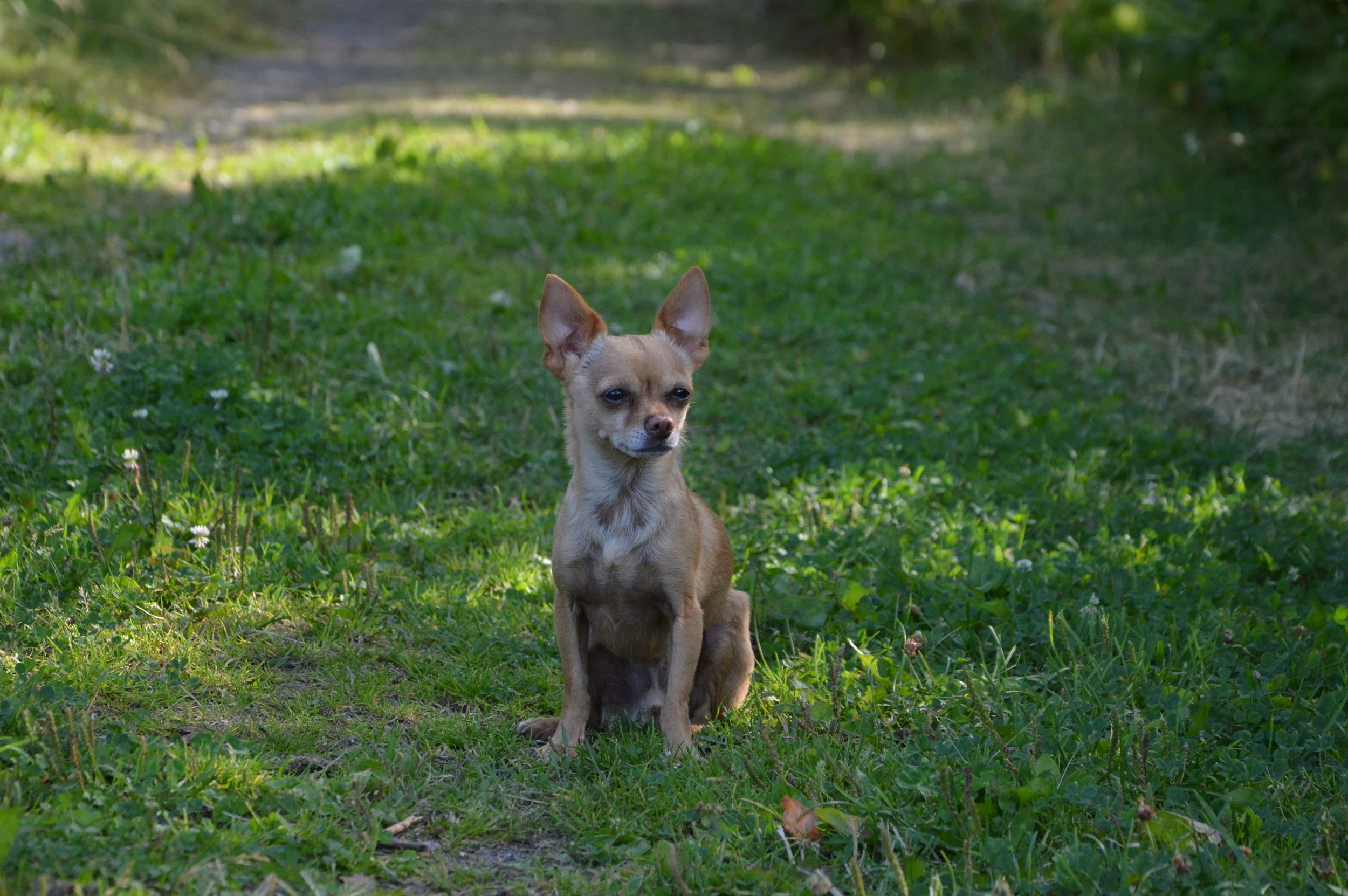 Pieni kettu istuu nurmikolla metsän reunassa, taustalla polku ja puita, hämäriä varjoja ja valoisia alueita