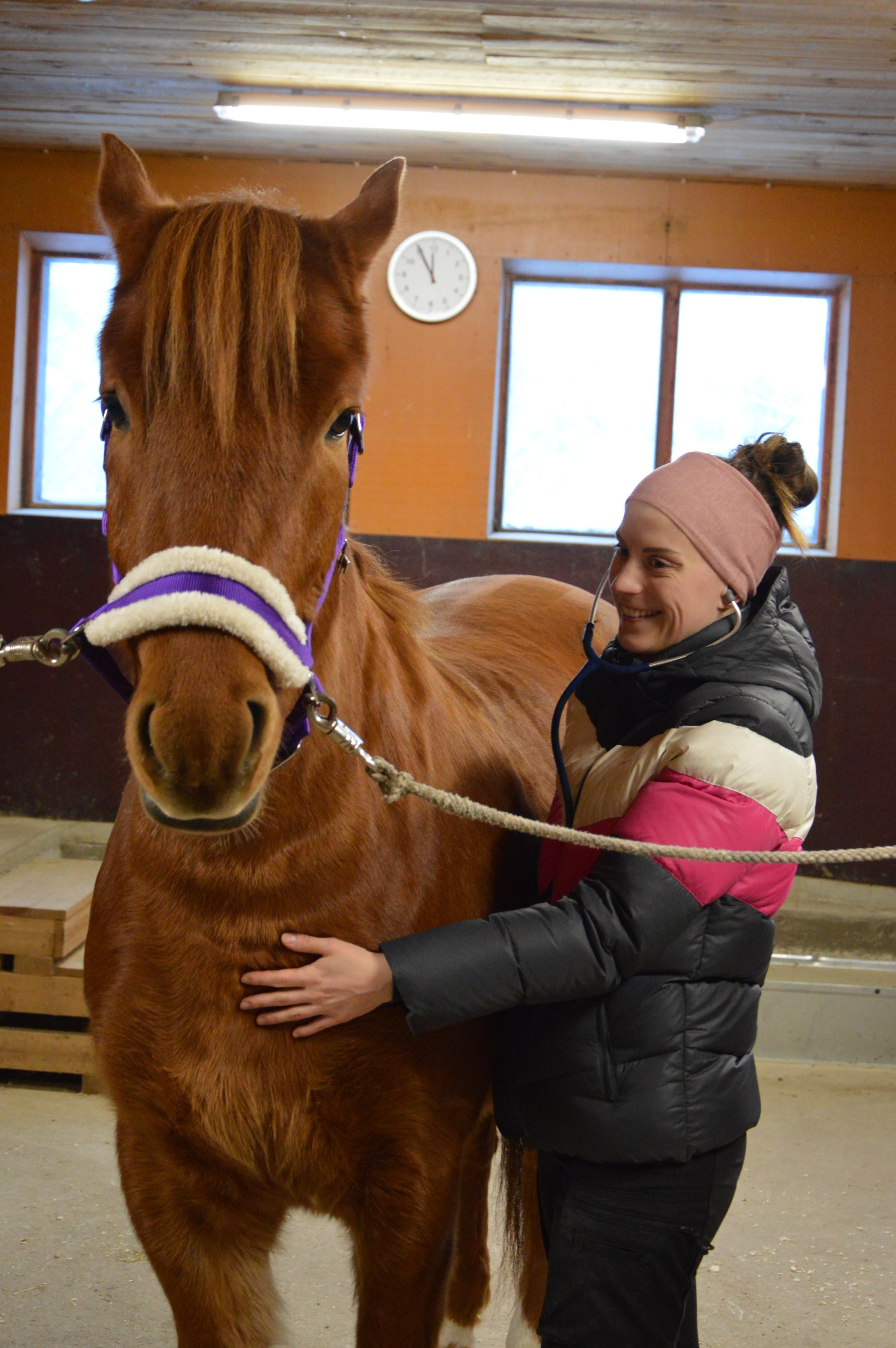 Nuori nainen hoitaa ponia karsinassa, nauravat kasvot, sisätila, ikkunat ja kello seinällä.