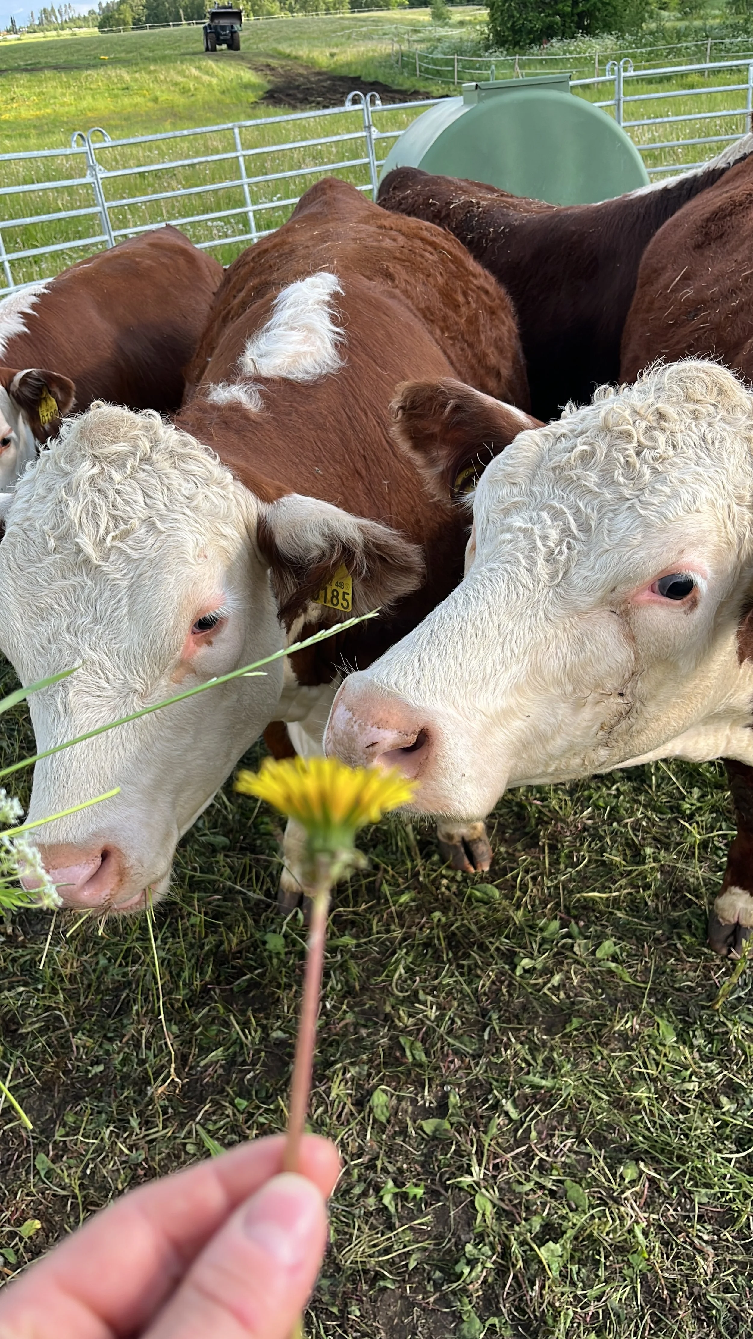 Lehmäkarsinassa nuorempia lehmiä, yksi niistä katselee kameraan, taustalla vihreää maastoa ja aitameriä
